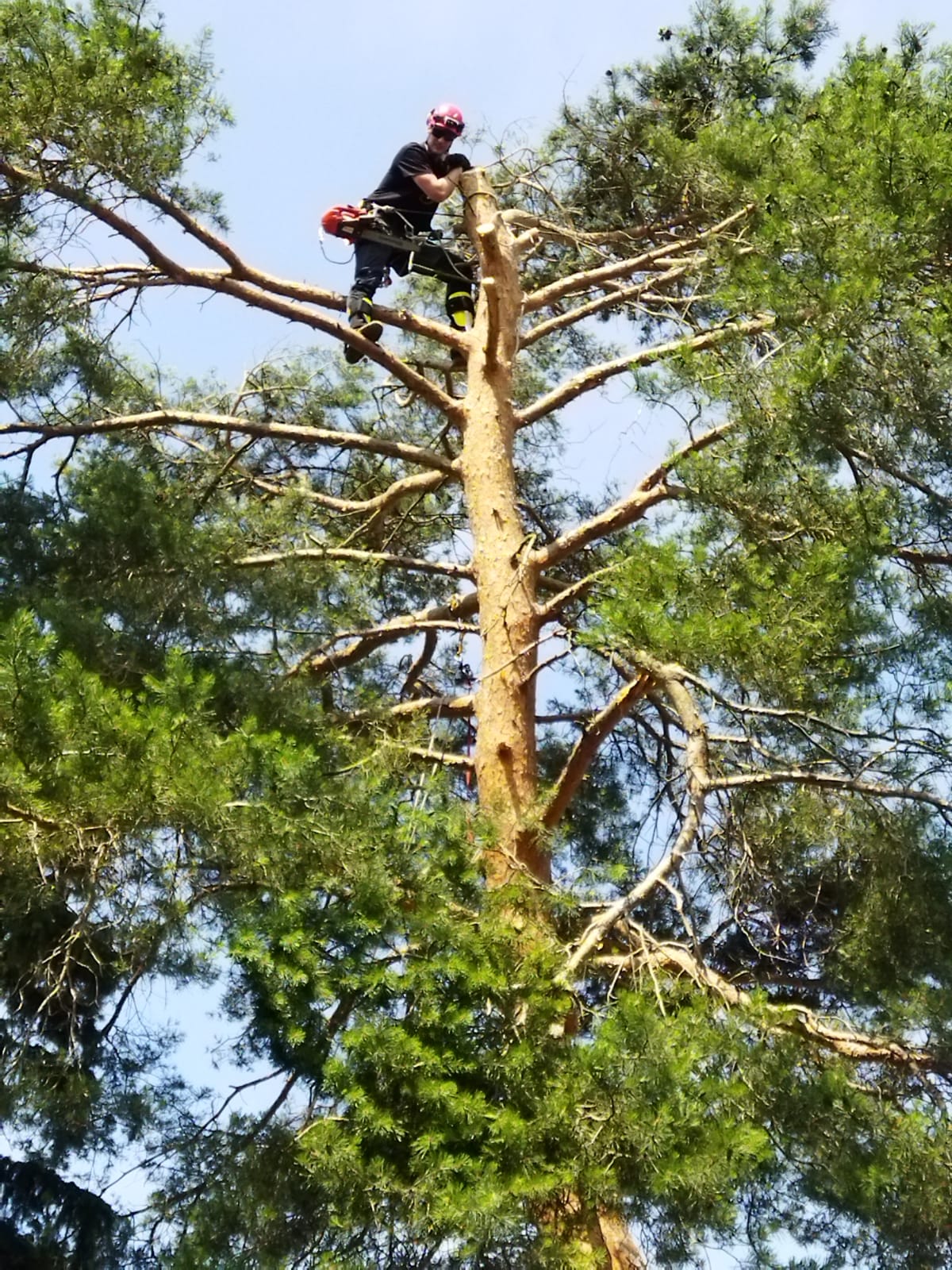 Rizikové kácení a ošetření stromů  ARBO-JEHLA foto 4