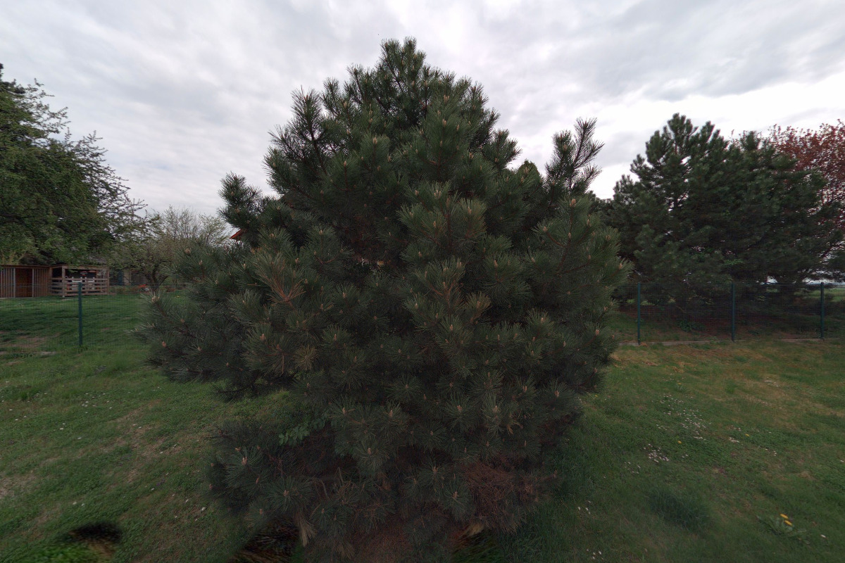 Chovatelská stanice Assyrian Guard foto 1