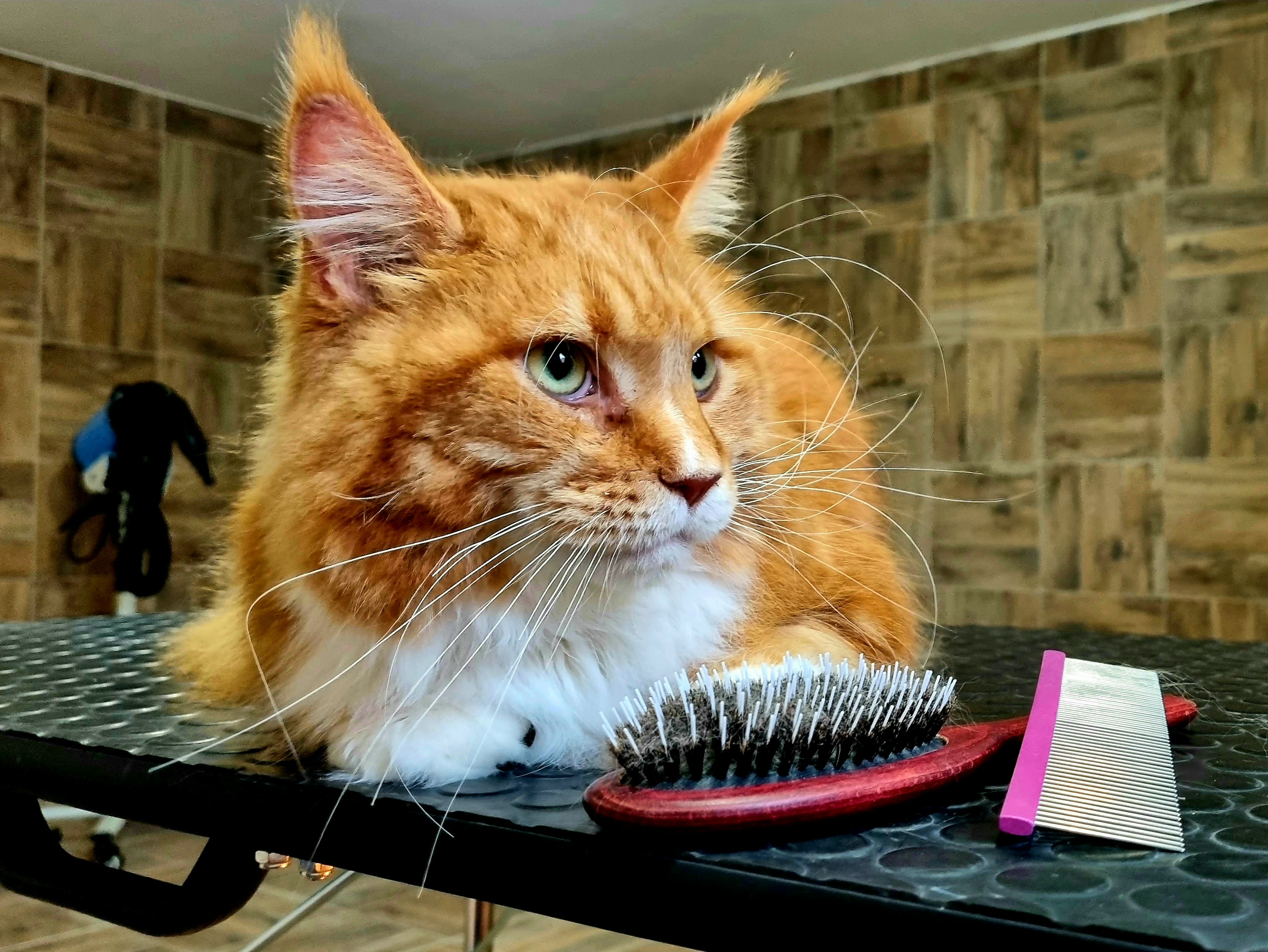 Psí Salon Jessie foto 2