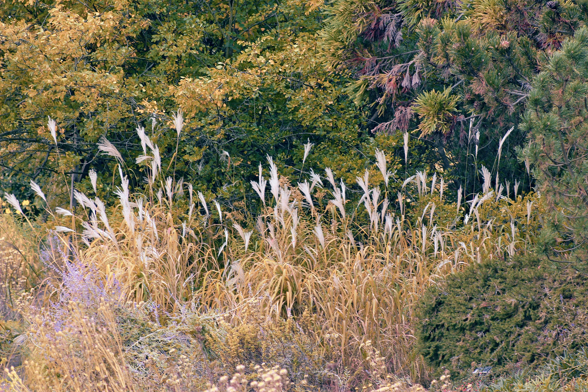 Botanická zahrada Přírodovědecké fakulty Univerzity Palackého v Olomouci foto 3