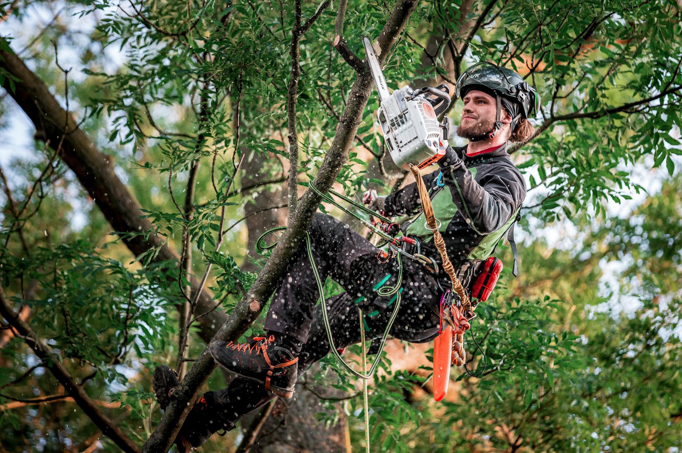 Arboristika a dendrologie Ing. Marek Cvach