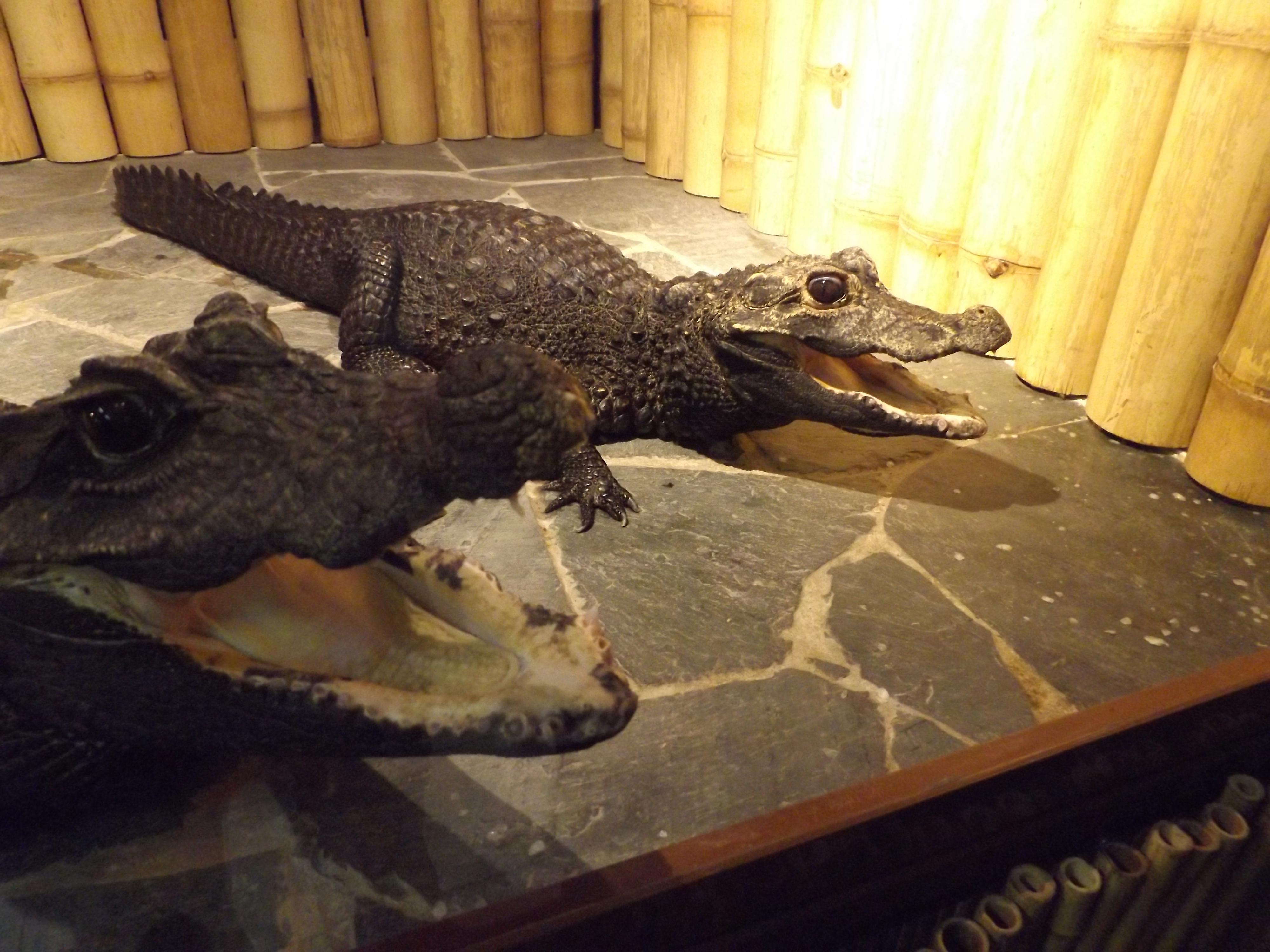 Krokodýlí a želví ZOO Praha