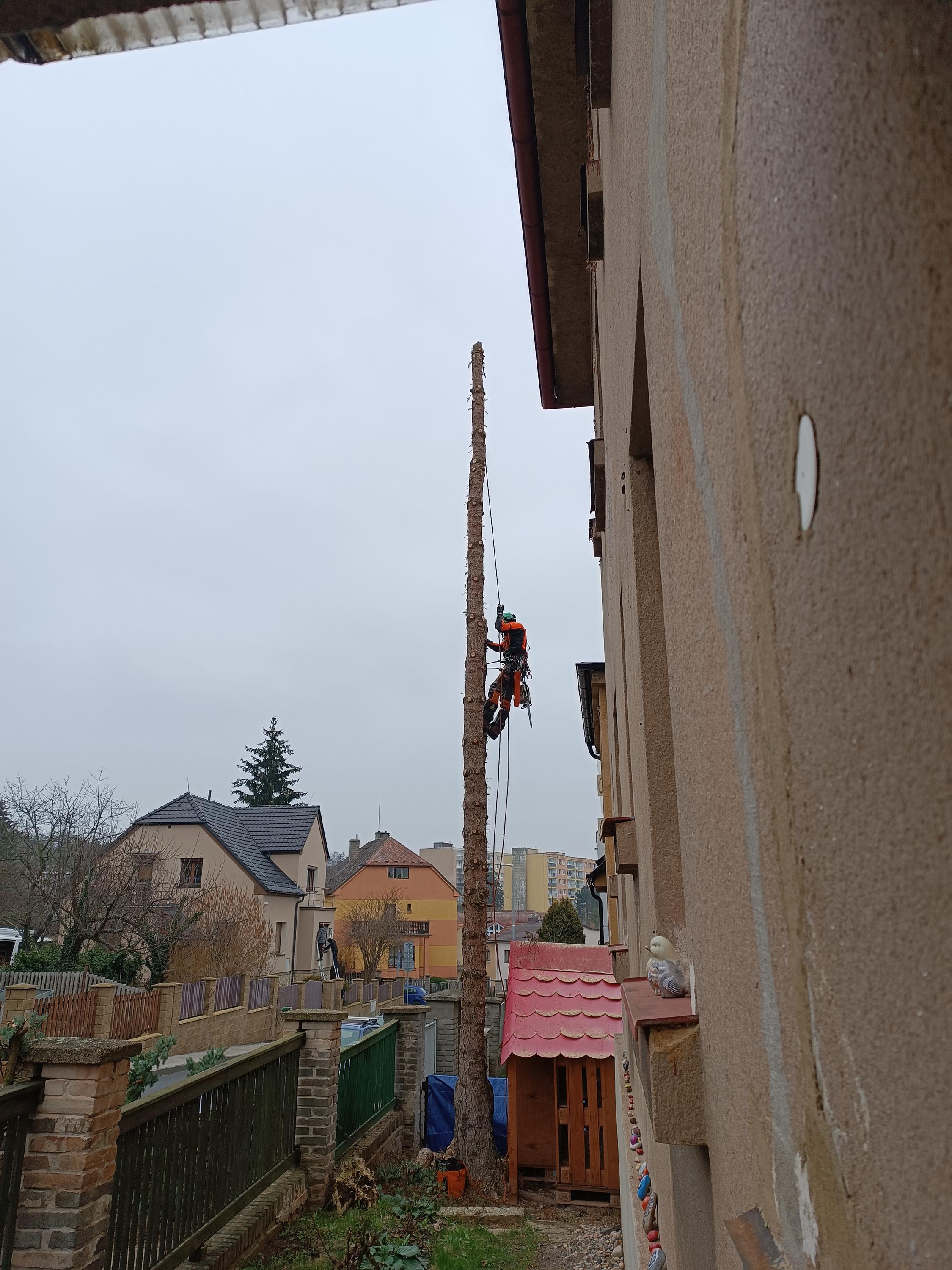 Rizikové kácení stromů - Ondřej Hodný foto 6