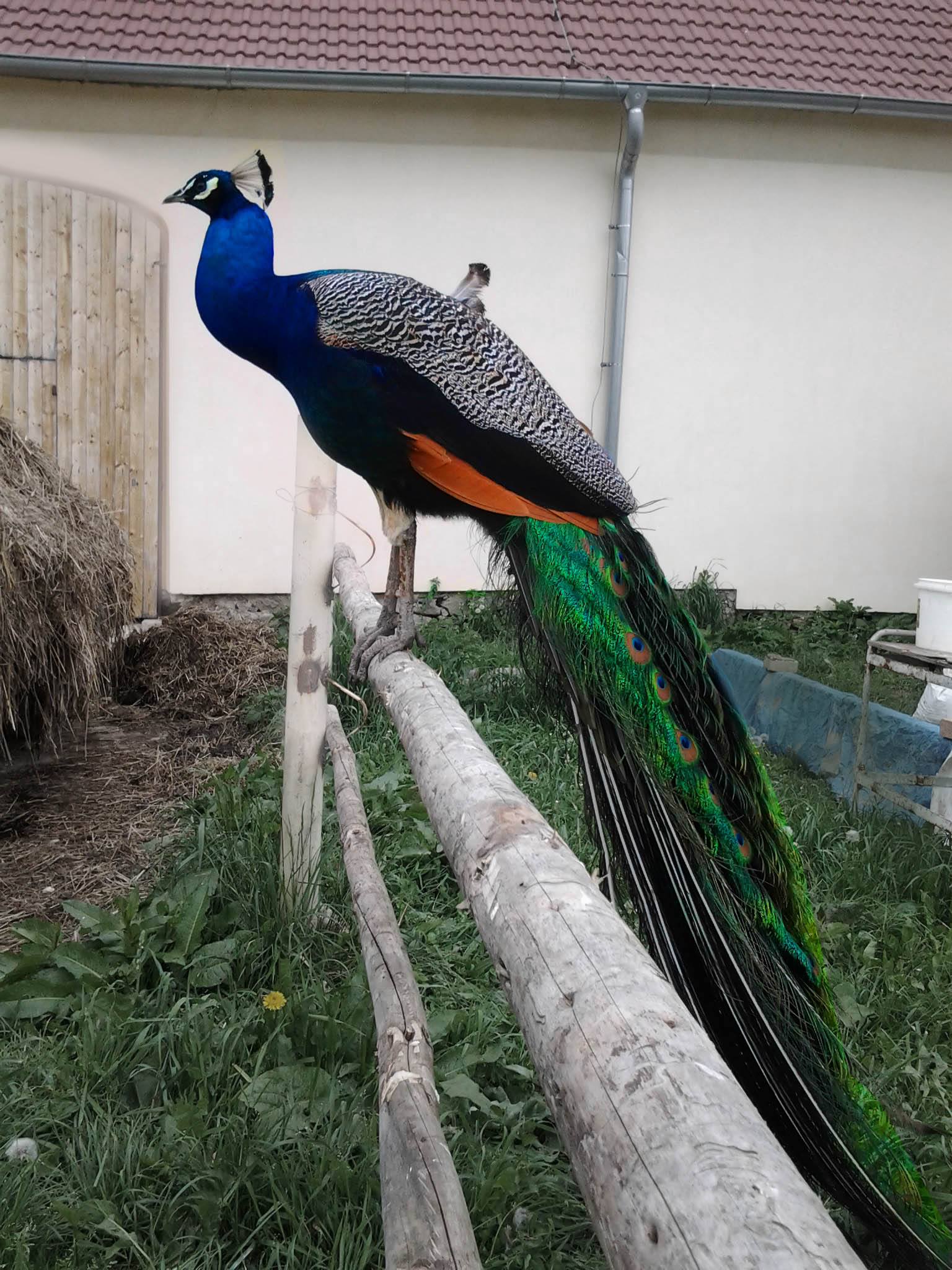 Farma Krišnův dvůr foto 4