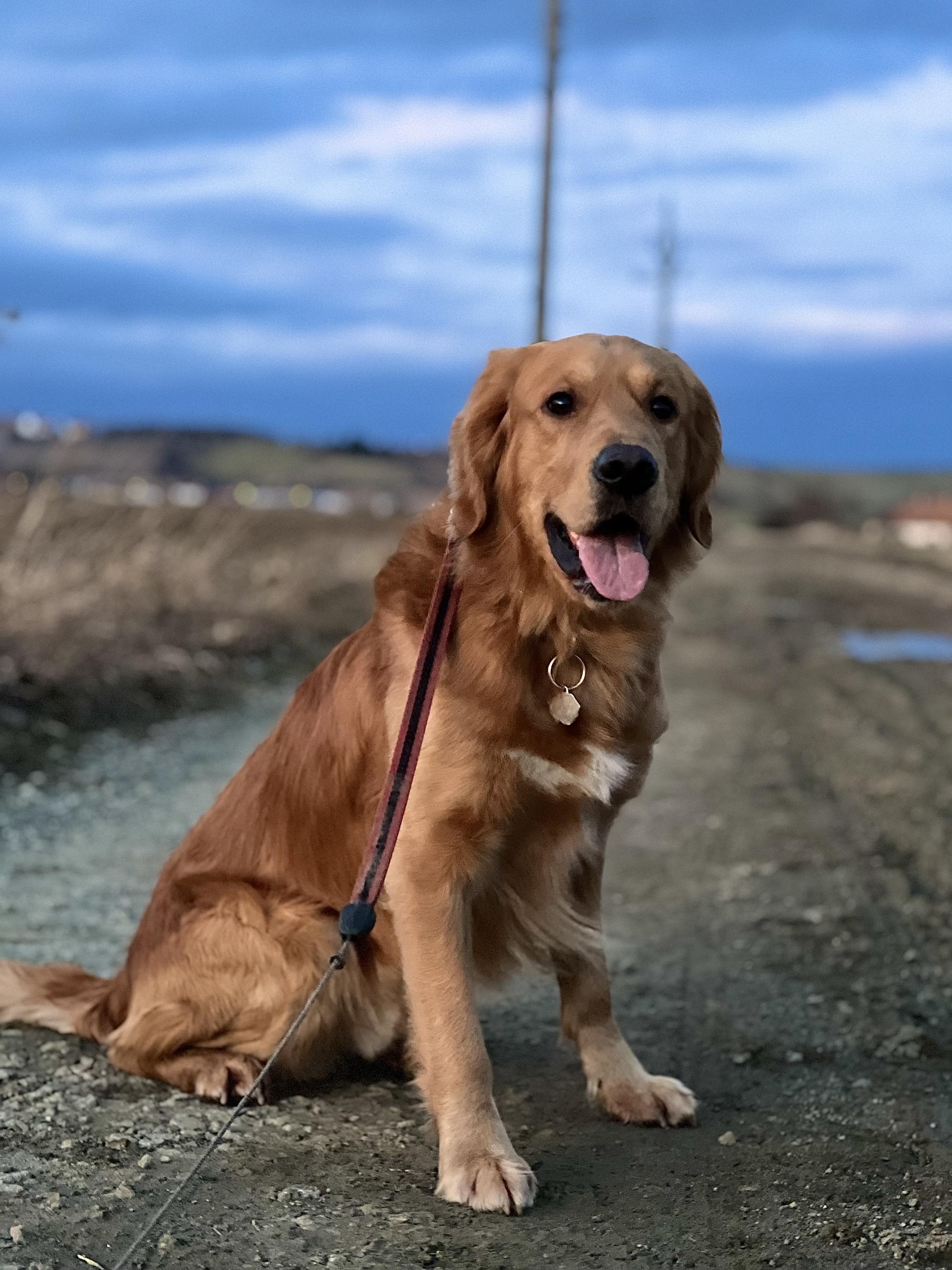 Psí škola WeDogs foto 2