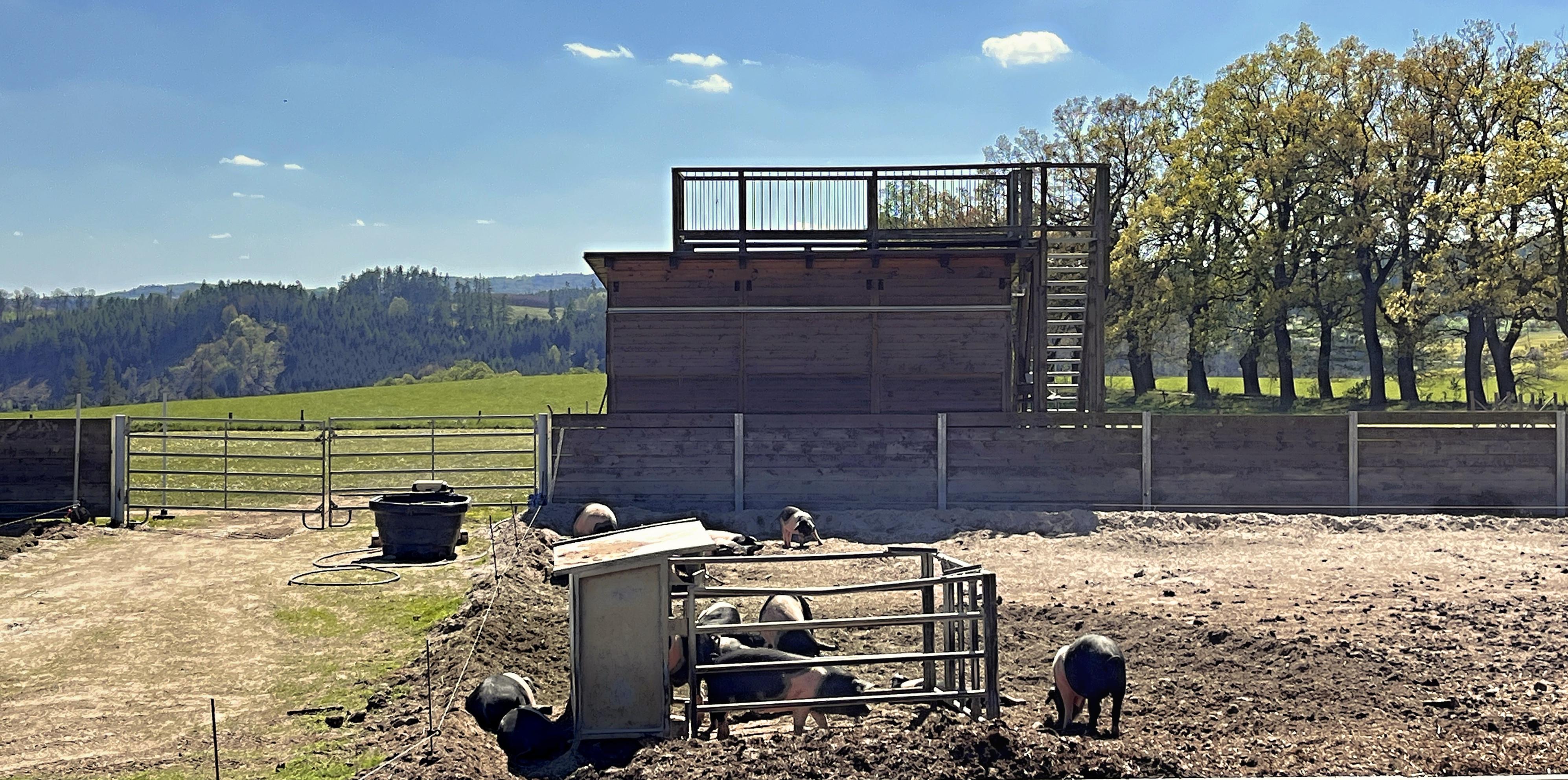 Mitrovsky Angus foto 5