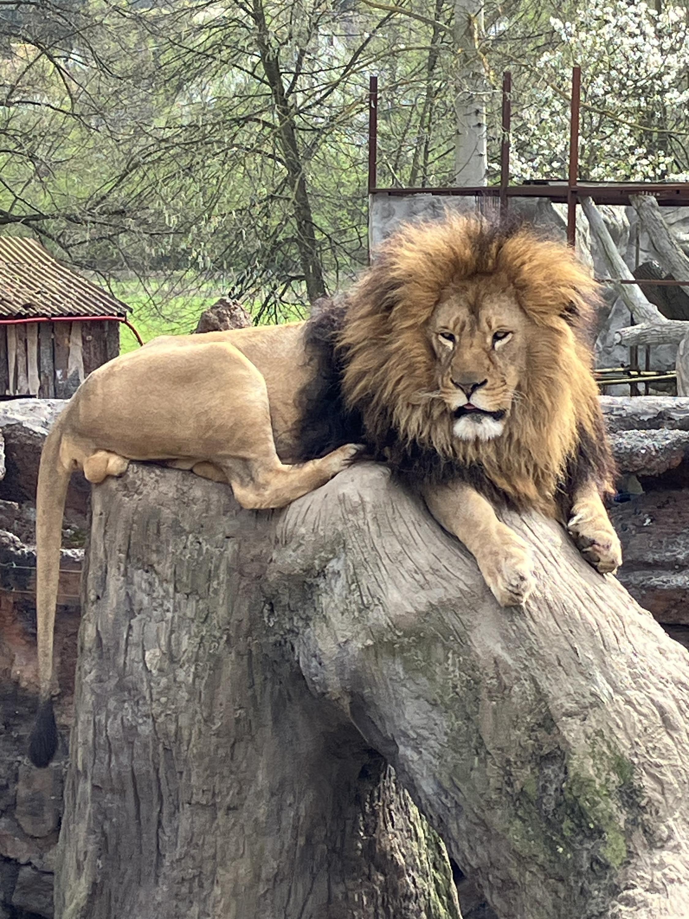 Zoo Plasy foto 2