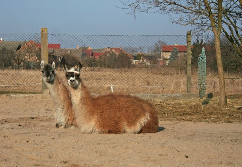 MiniZoo Starý Kolín