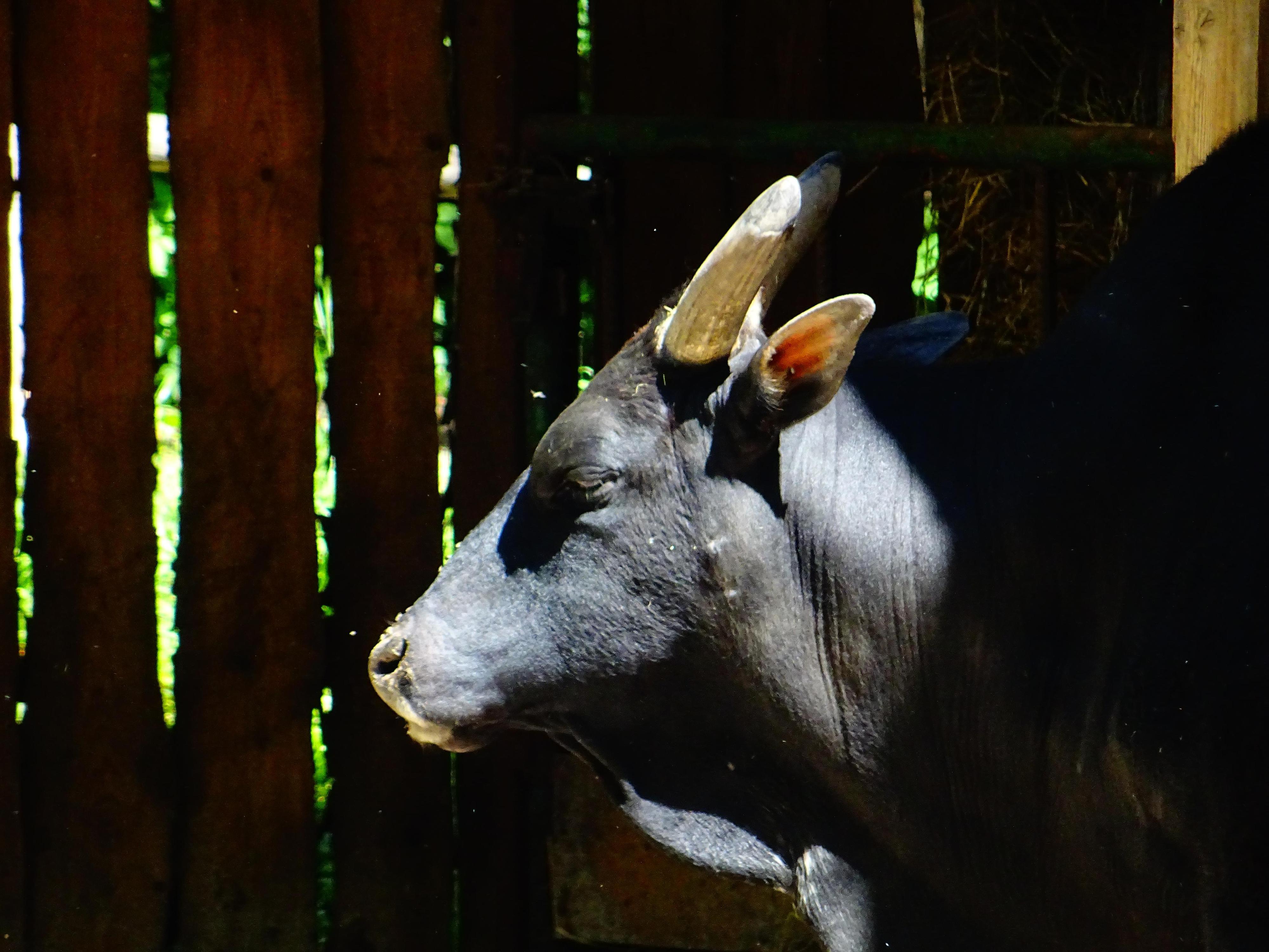 Zoo Děčín foto 5
