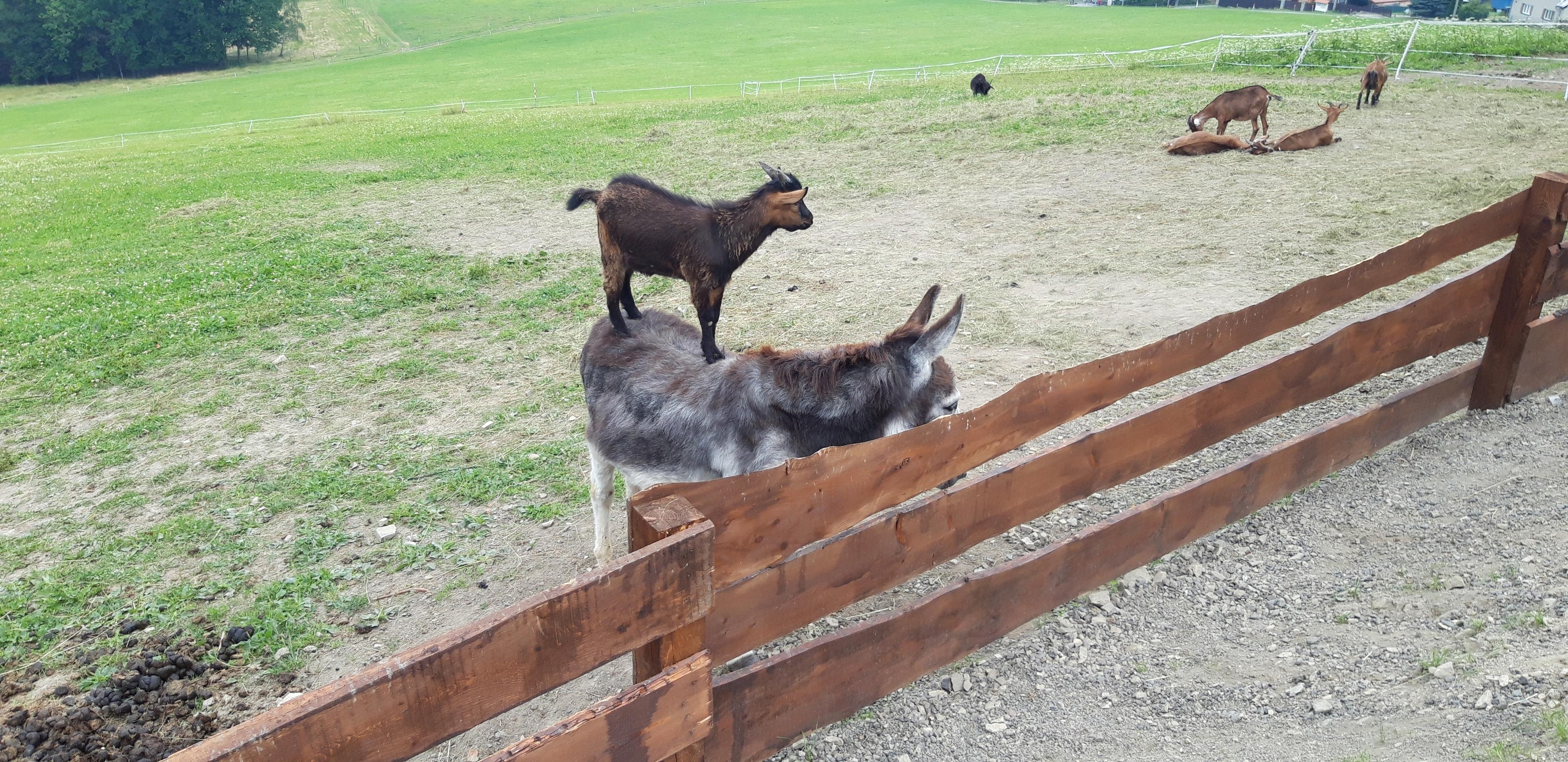 Horečky ranč dětské zoo