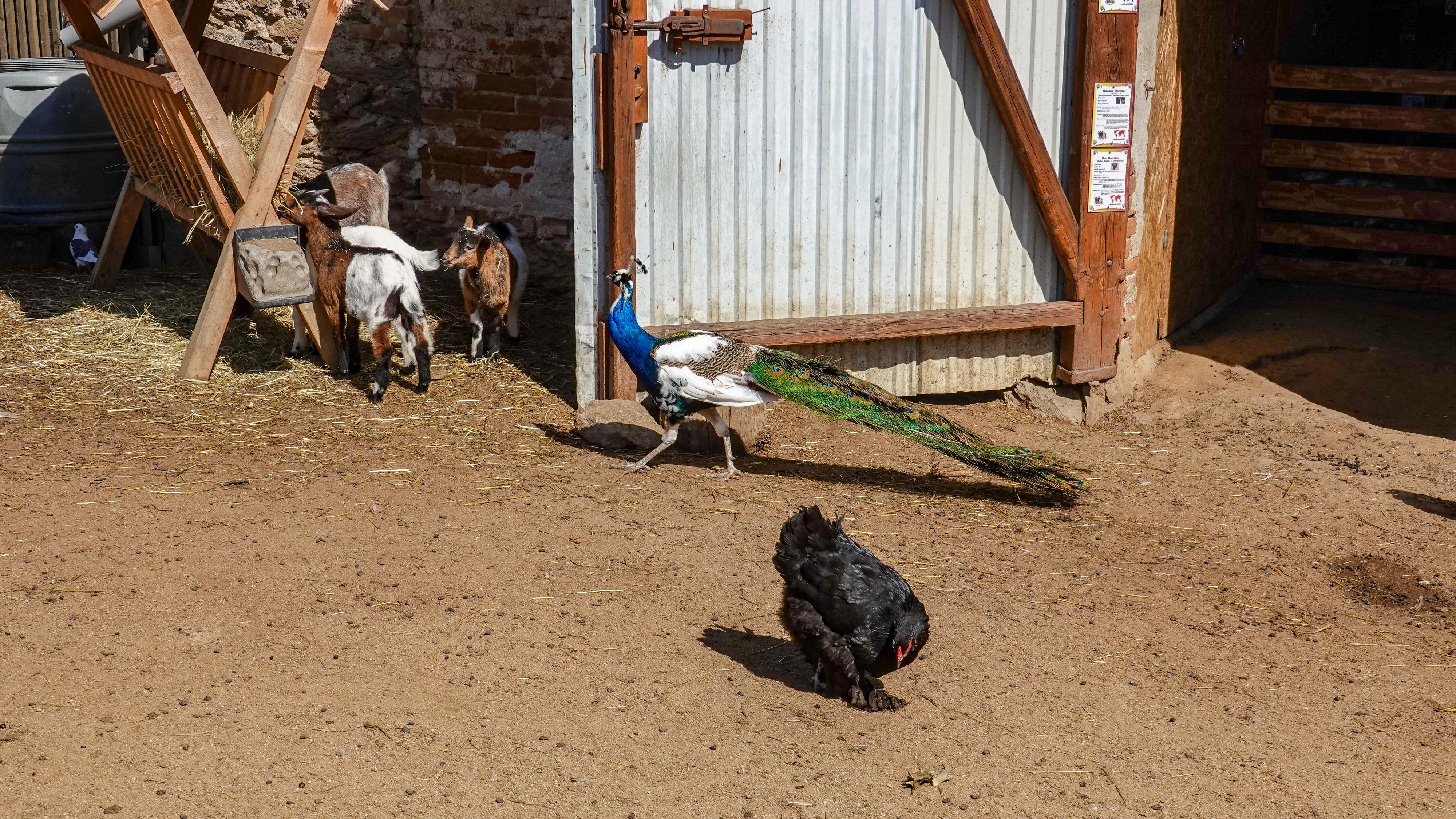 Rodinný Zookoutek Nová Říše z.s. foto 4