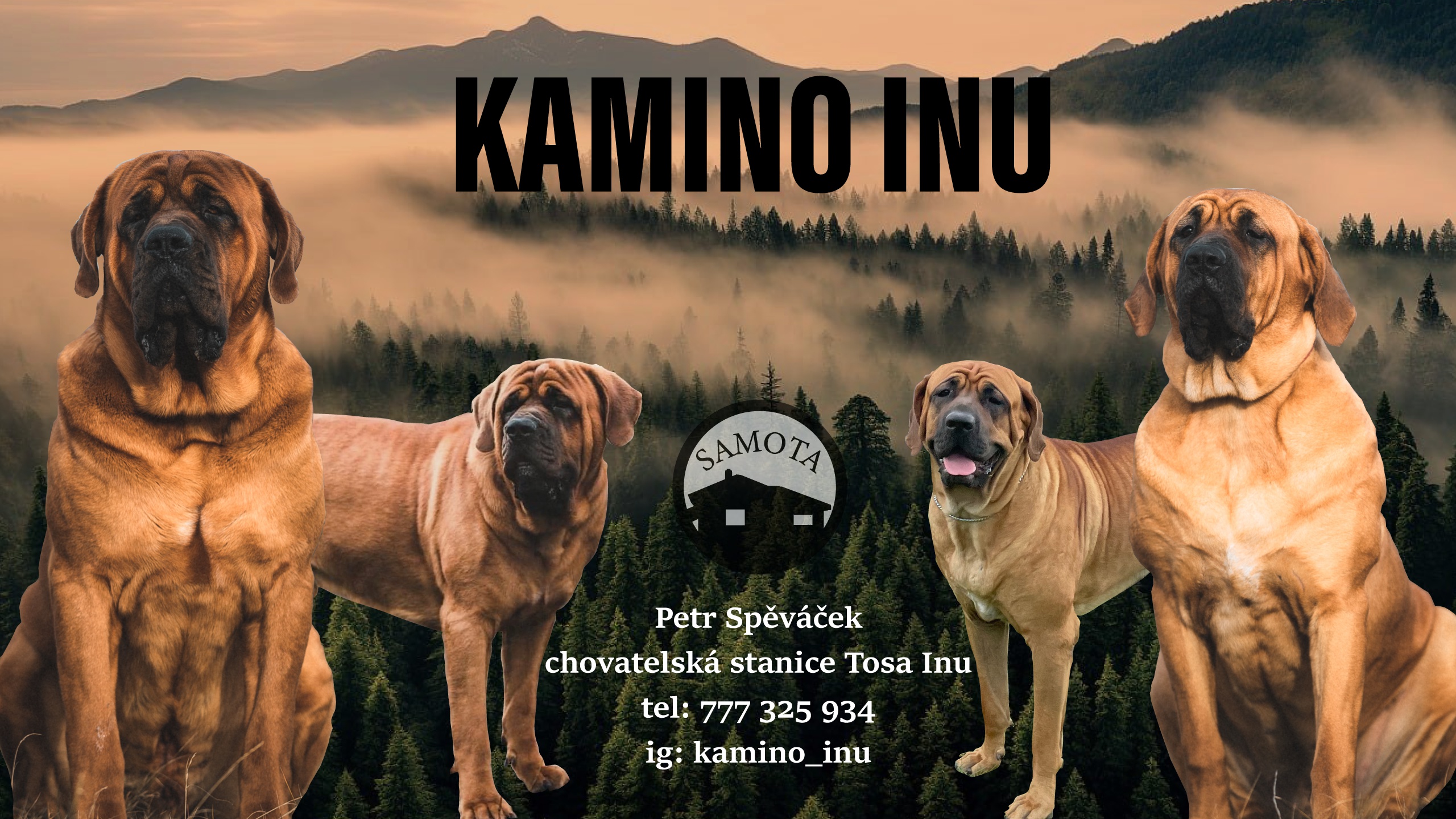 Kamino Inu, chovatelská stanice Tosa Inu foto 2