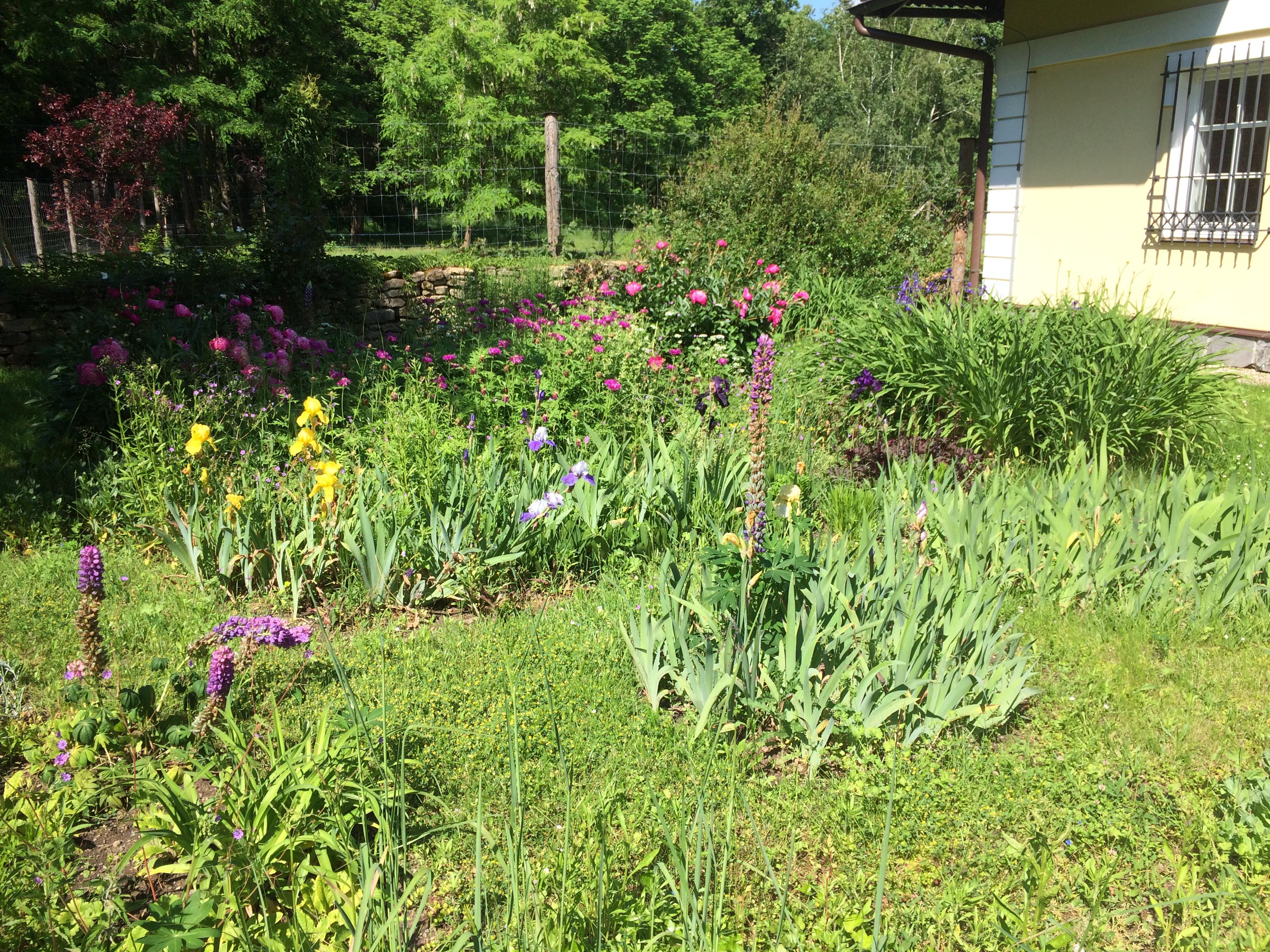 Stříhání psů Ilona Doležalová foto 5