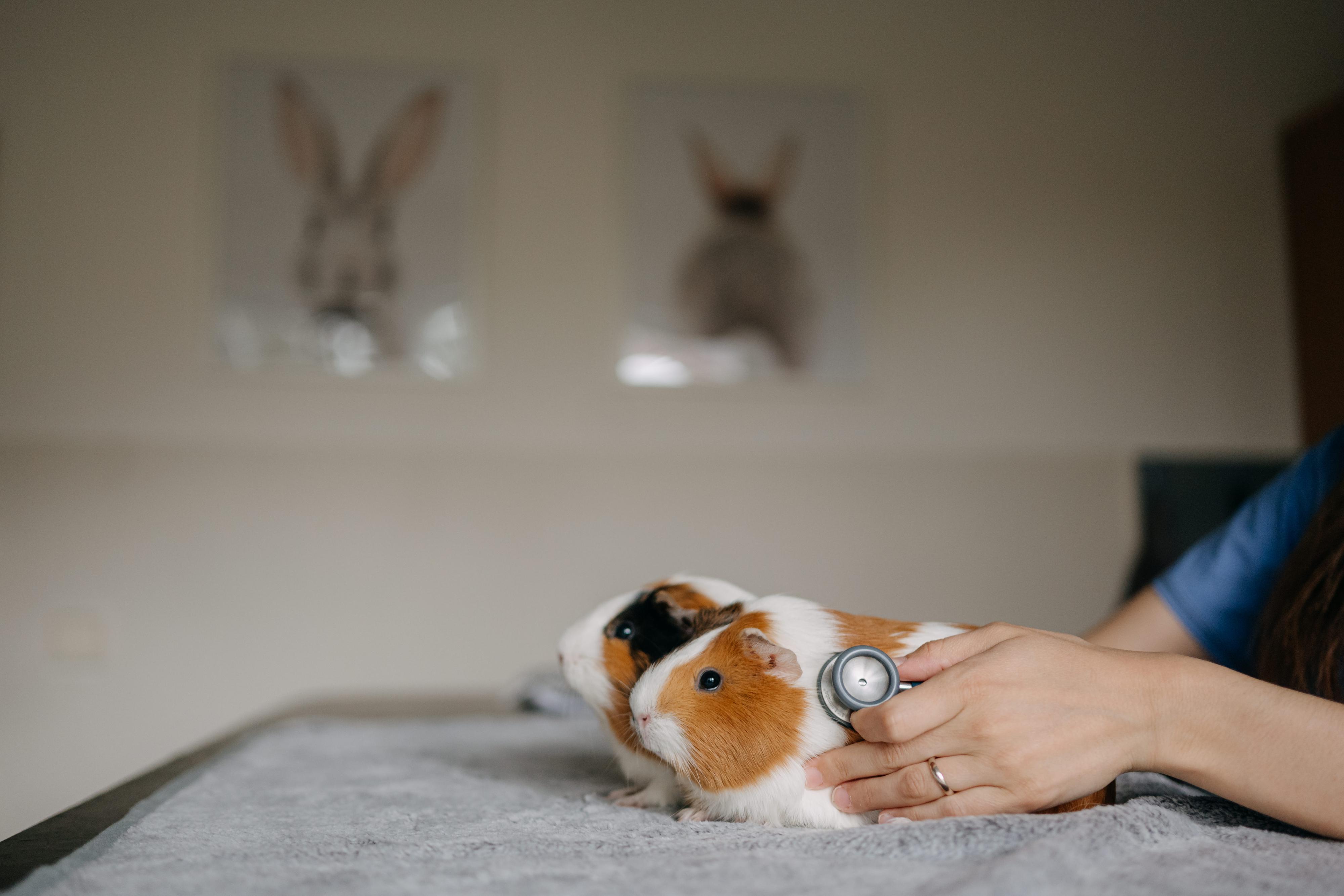 Veterinární ordinace ExoCare, MVDr. Kristýna Pouzar Pokrupová foto 5