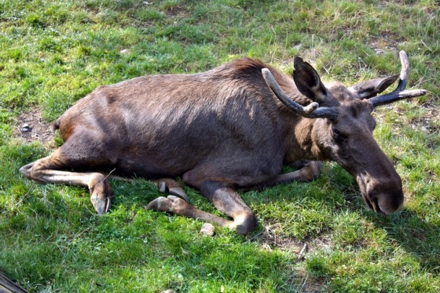 Zoo Praha foto 4