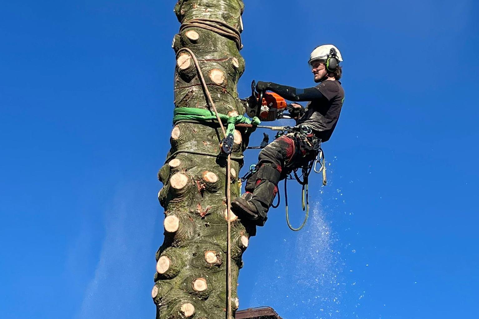 Kácení a rizikové kácení stromů - KaposGreen