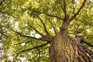 Fotografie Sadař, arborista - Bc. Tomáš Marek