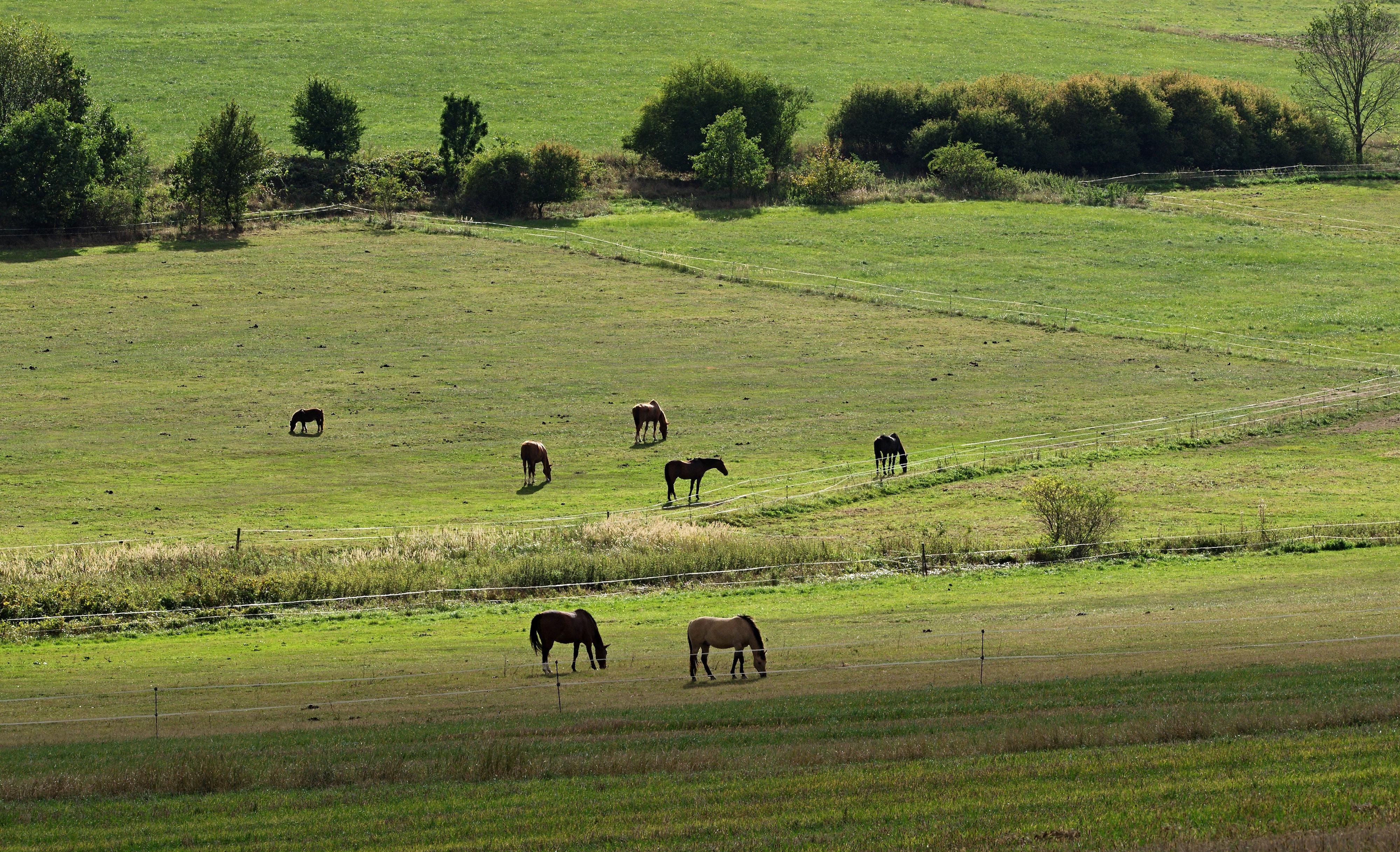 Jezdecká společnost Concordia, z.s. foto 2