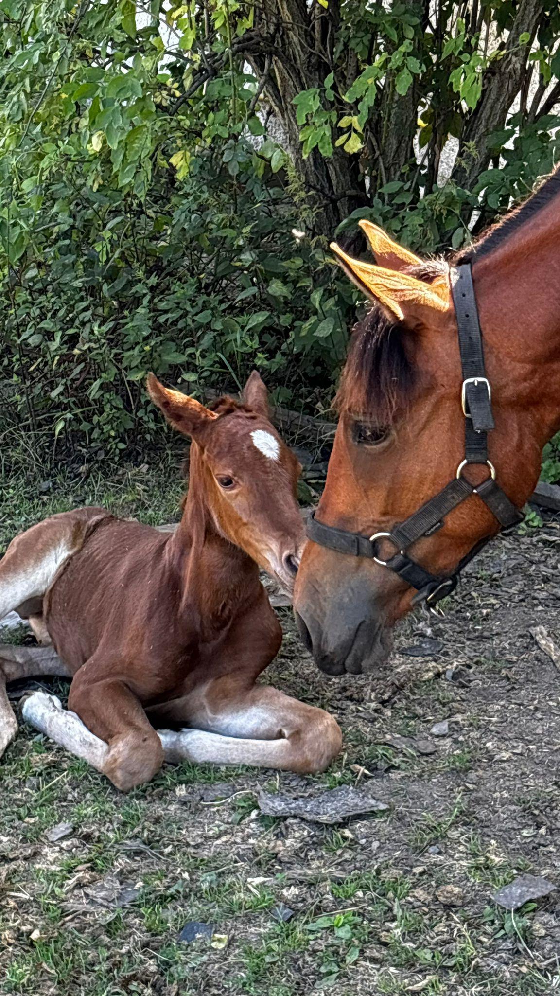 Stáje Nádraží Žernovka foto 1