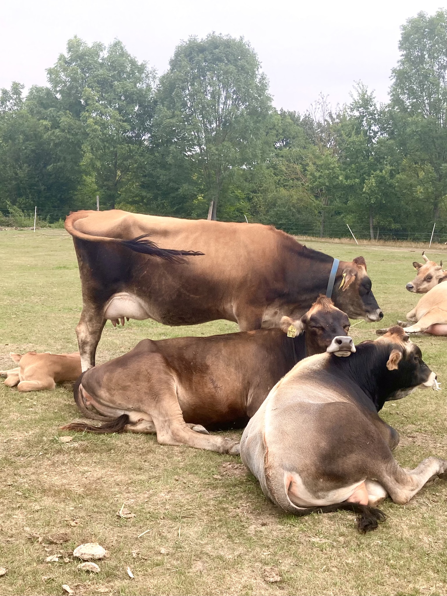 Farma u Staré hory foto 3