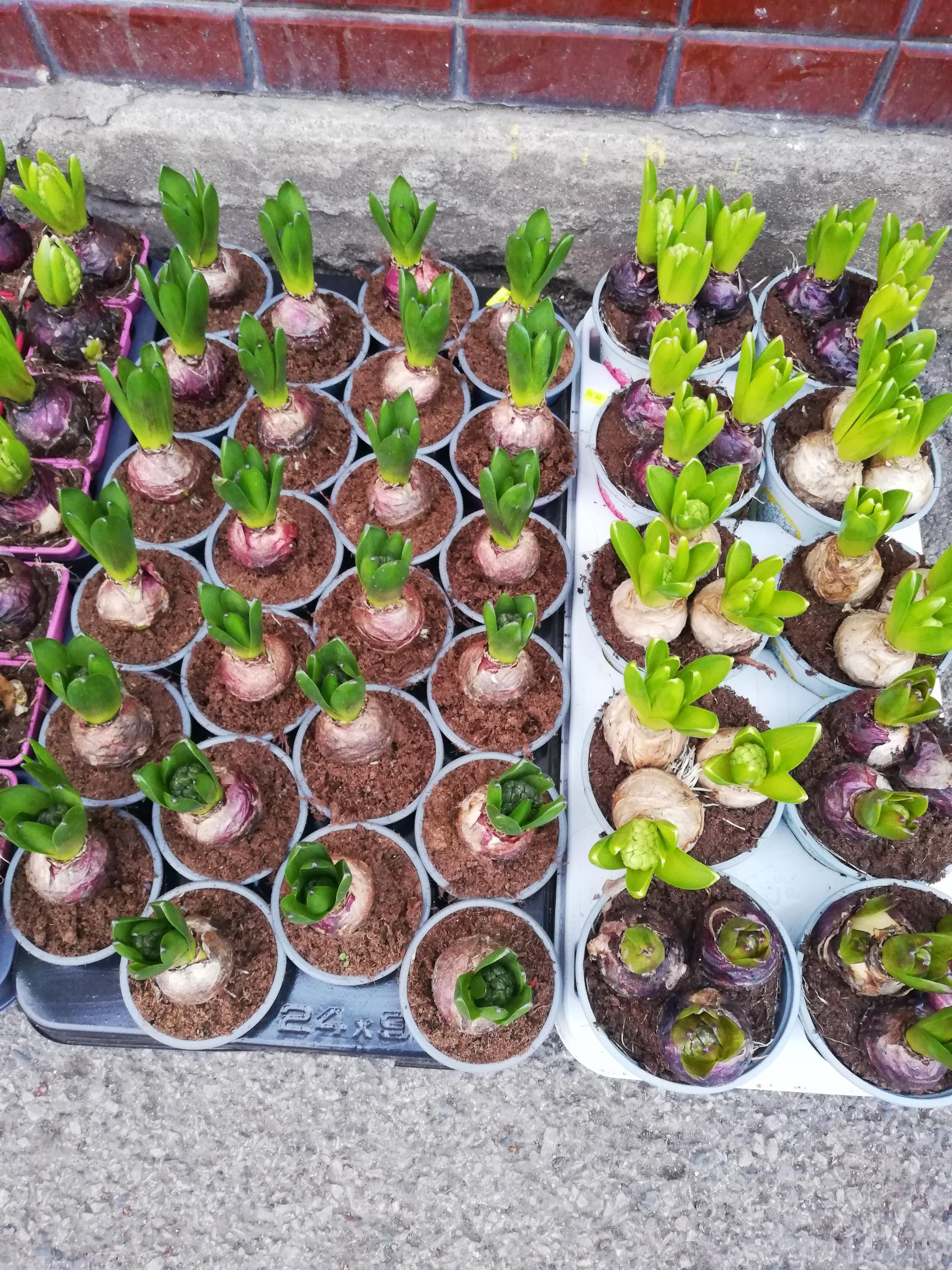 Silvie Špiková - návrhy a realizace zahrad foto 5