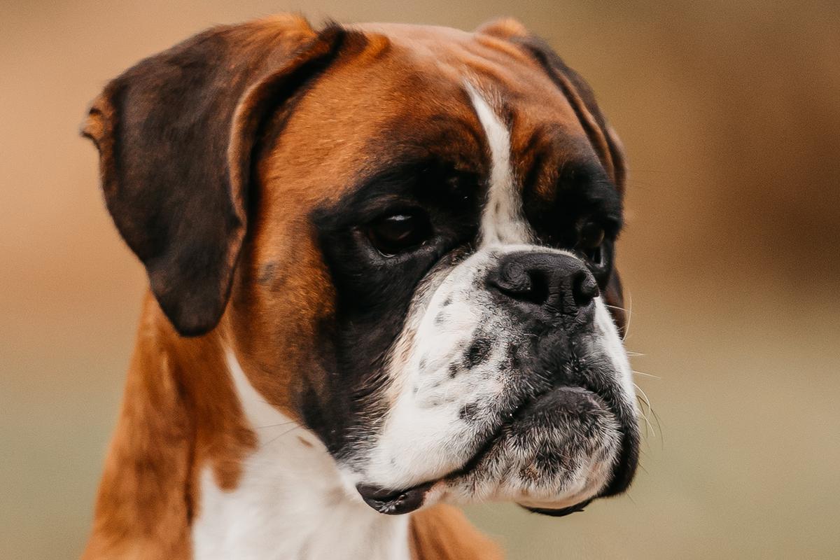 Výcvik psů Lucie Bravencová