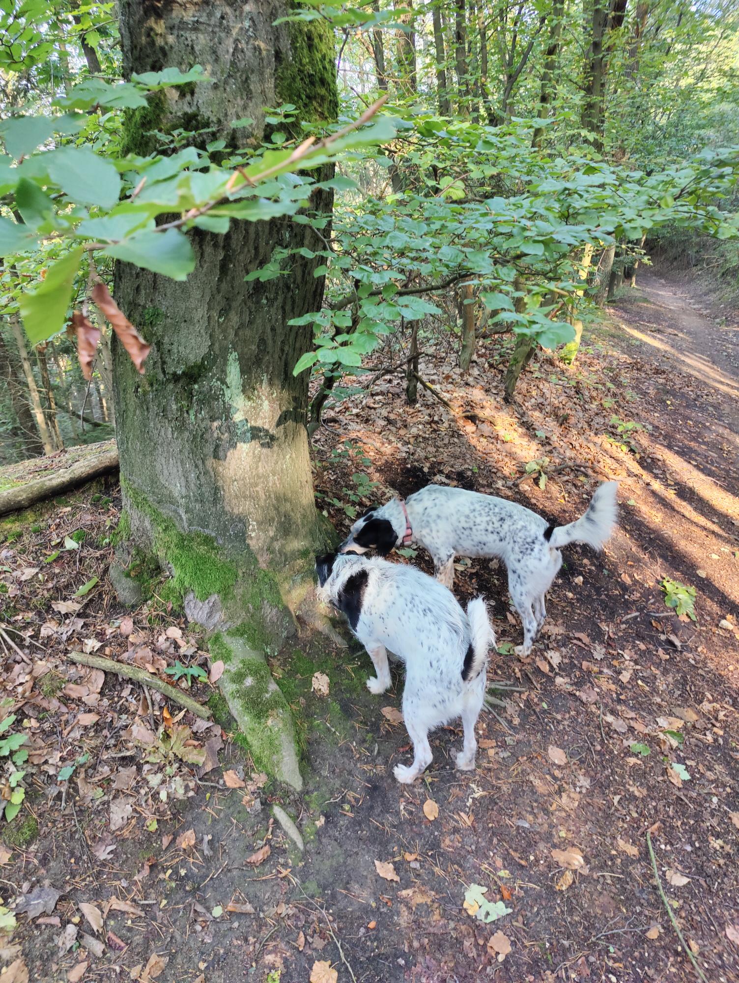 Puppy Daycare foto 6