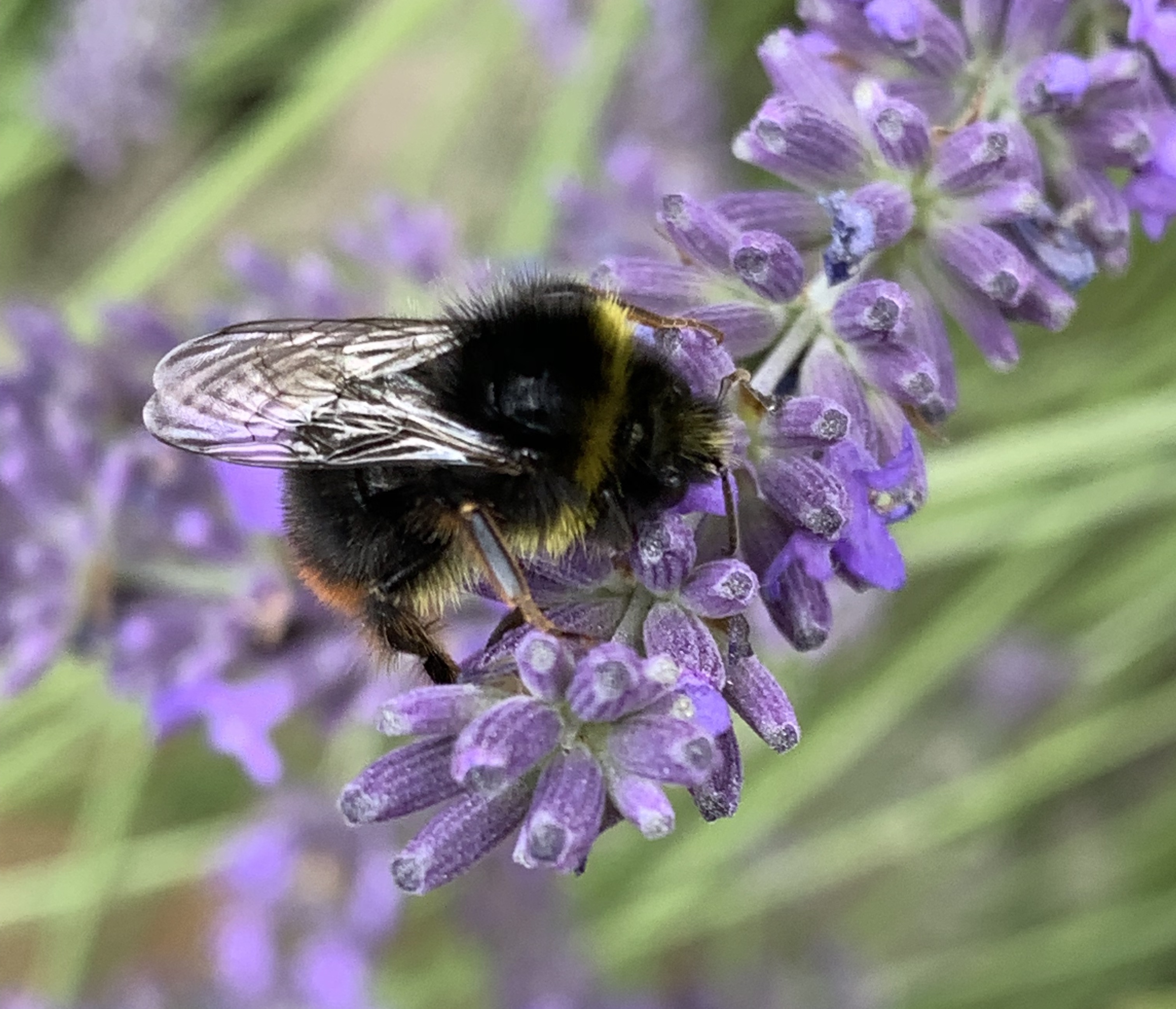 Chalupa Sunny Cottage foto 3