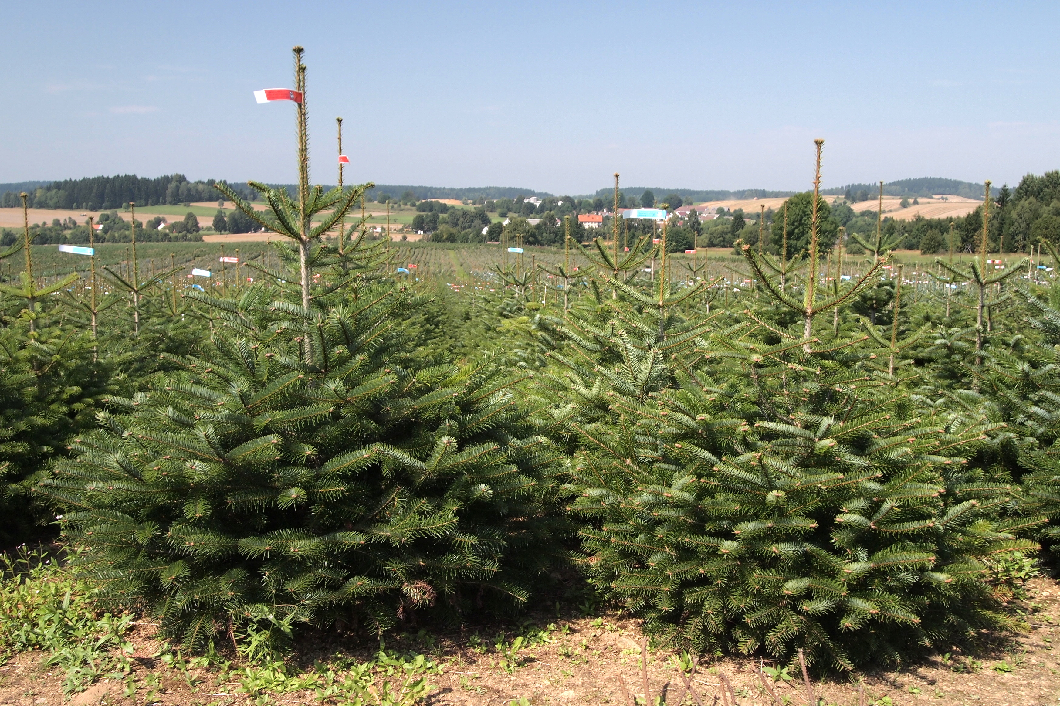 BAOBAB - vánoční stromky s.r.o. foto 4