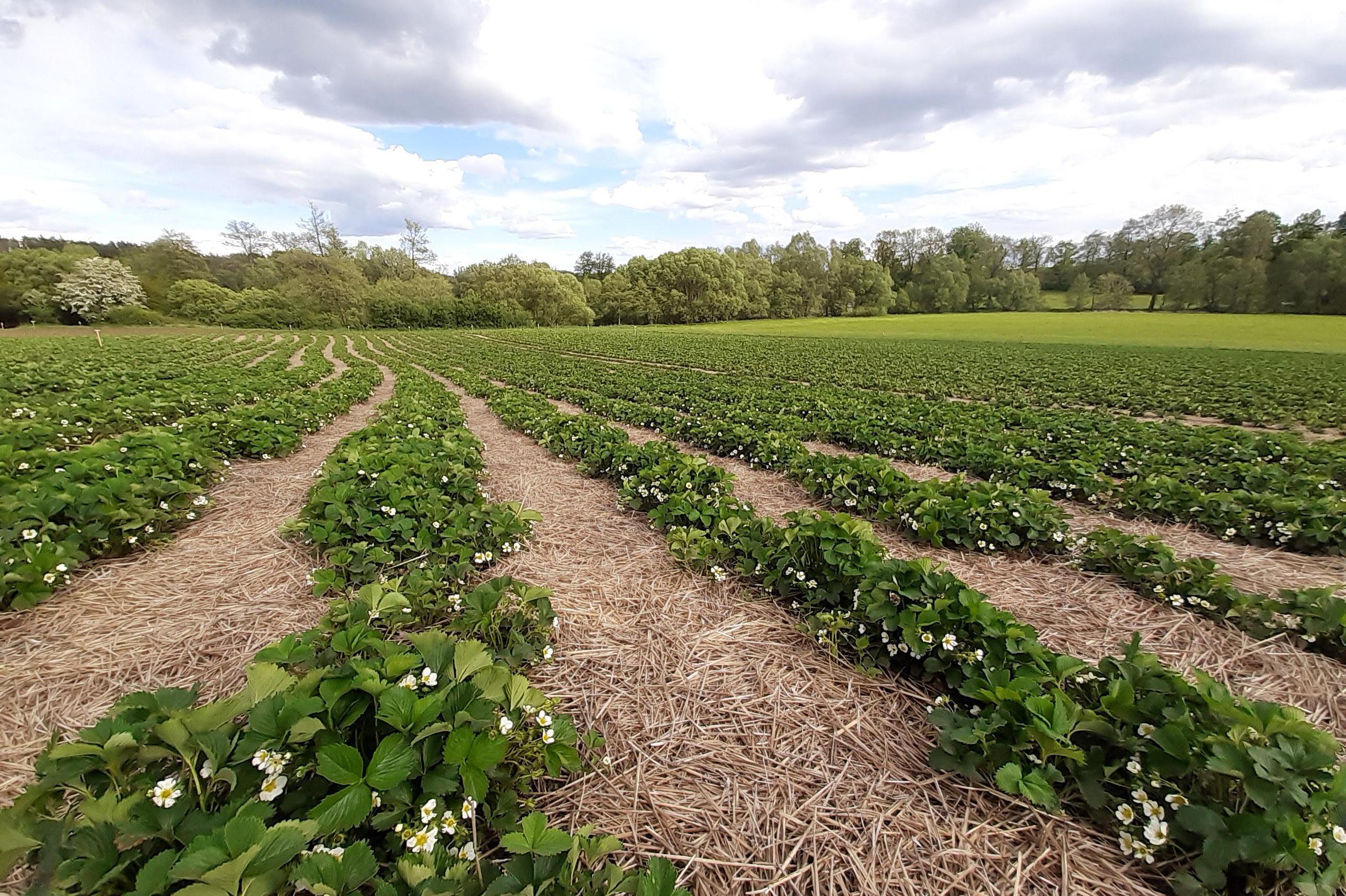 Bio jahody Třebíč