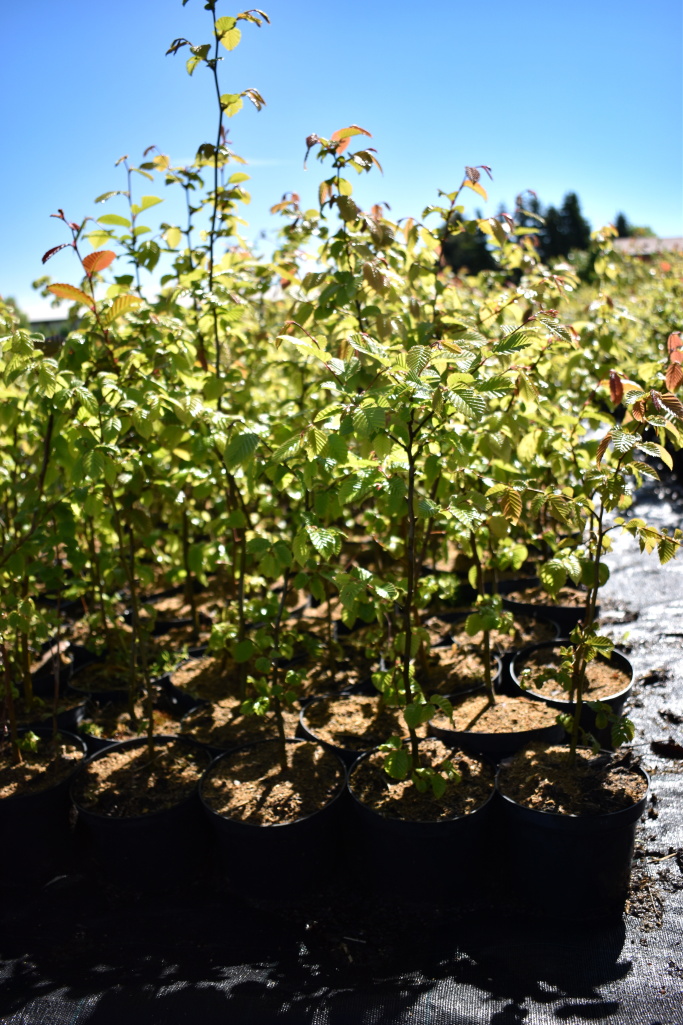 Okrasná školka Záříčí s.r.o. foto 6