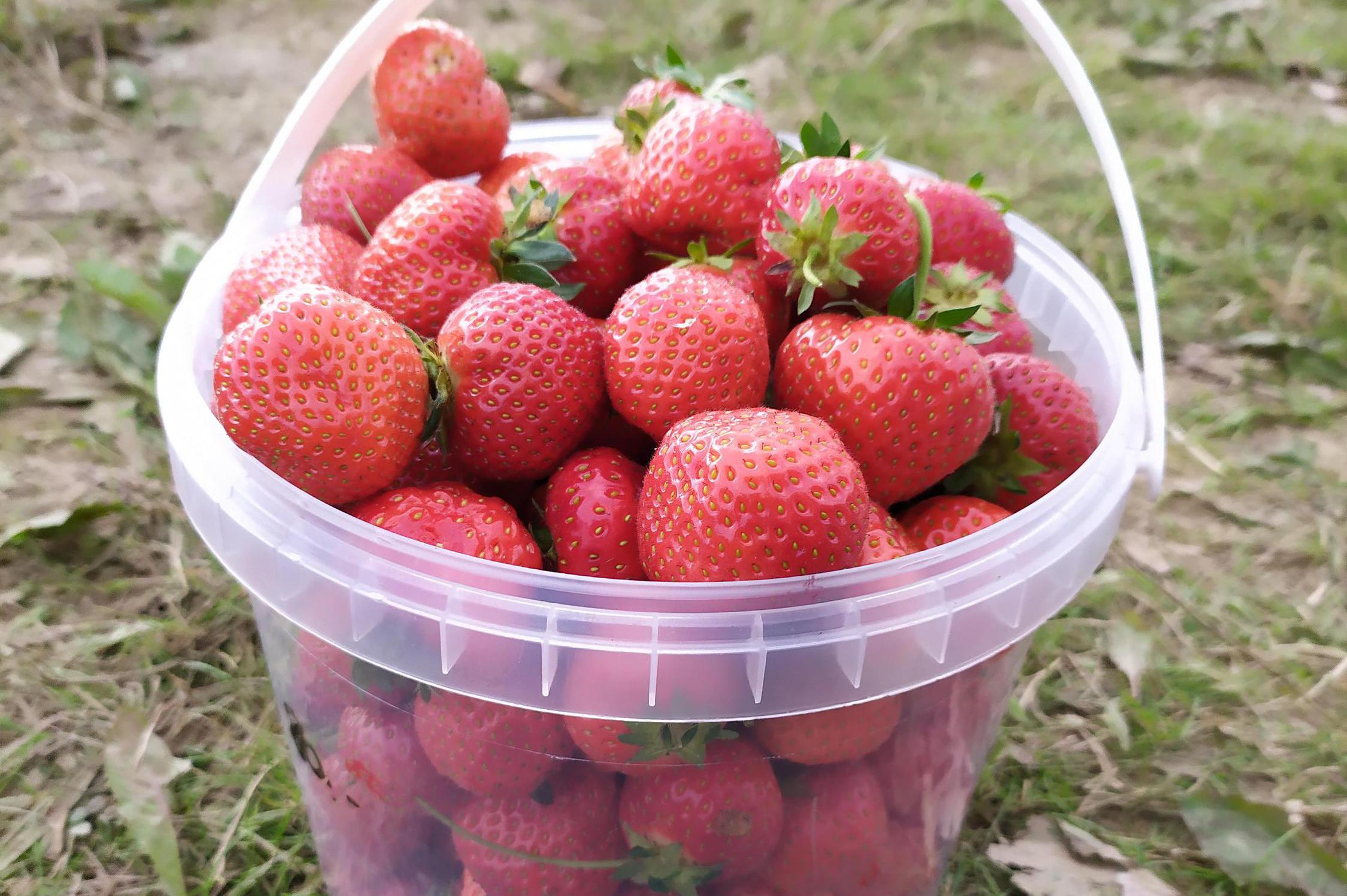 Jahodárna Vránov u Staňkova