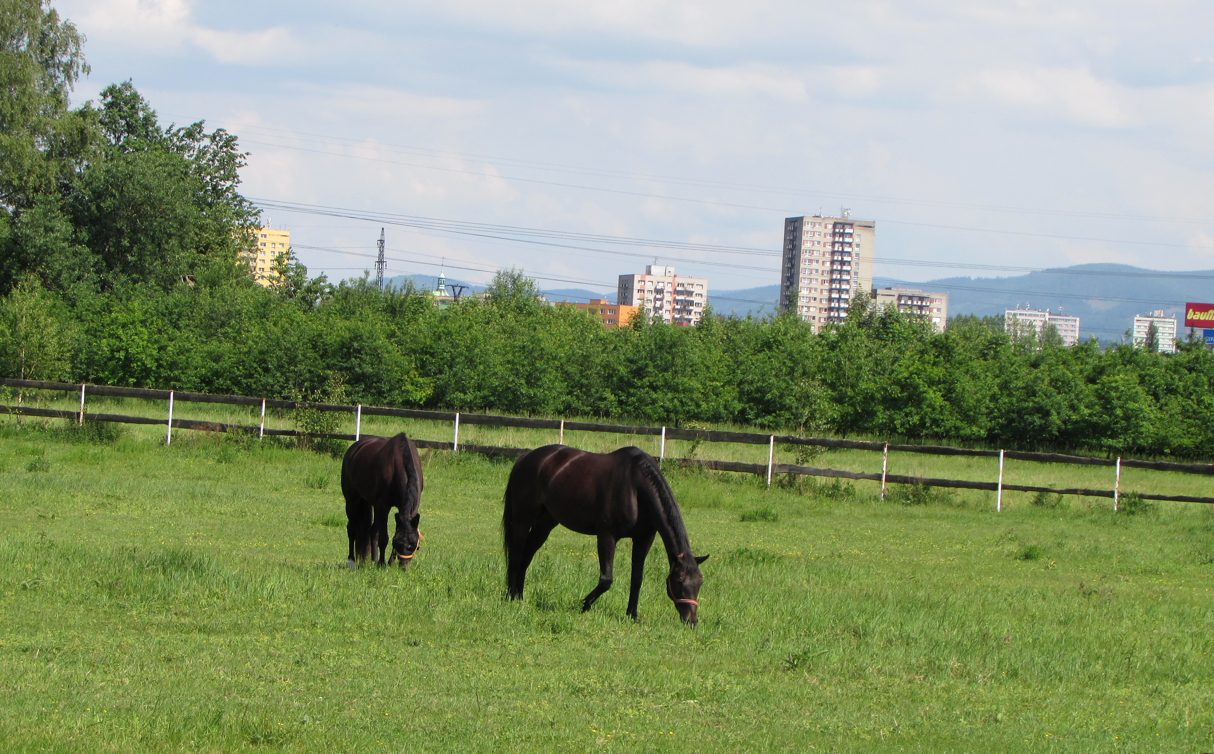 Jezdecký klub Sviadnov foto 5