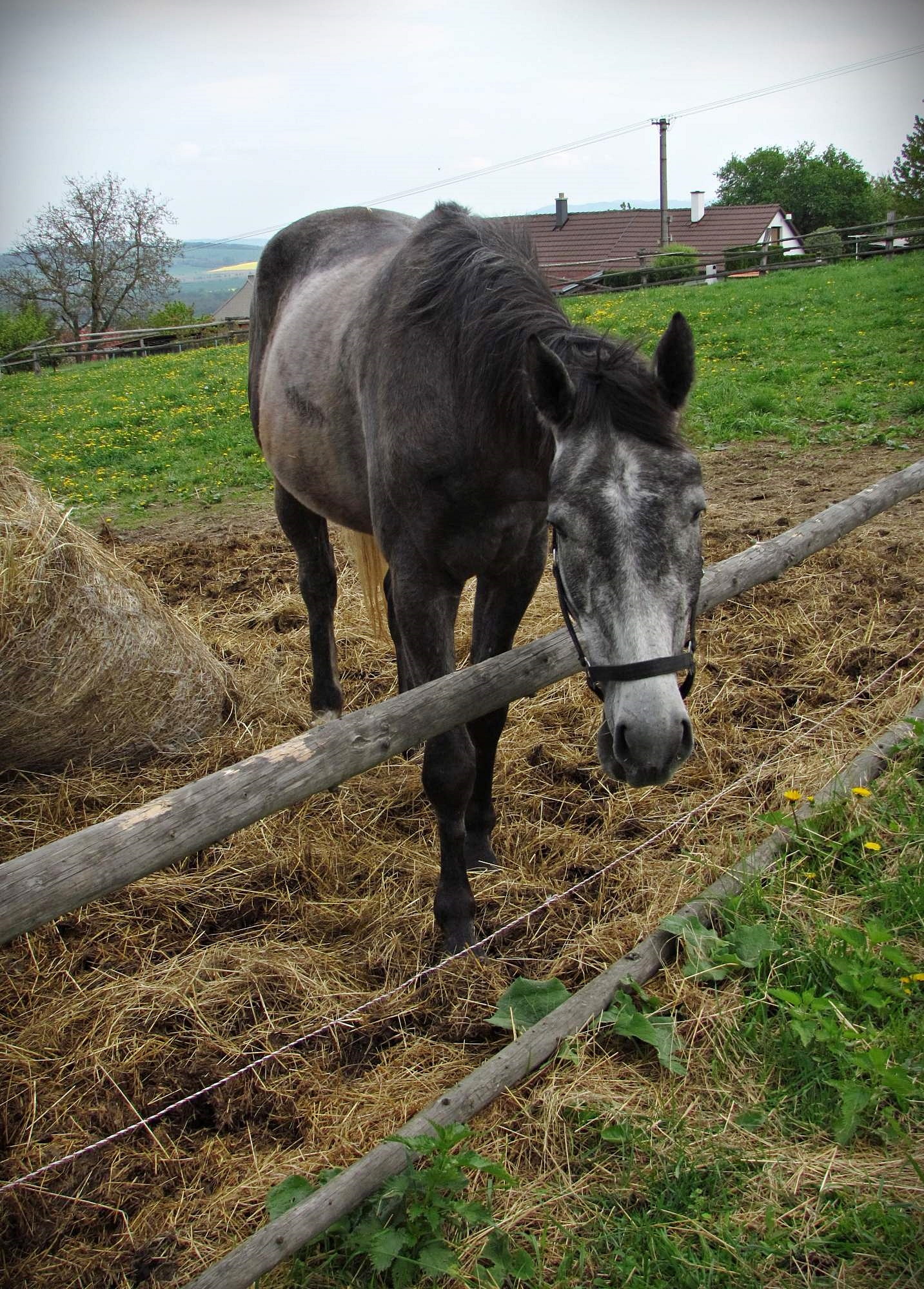 Farma Žlutava foto 4