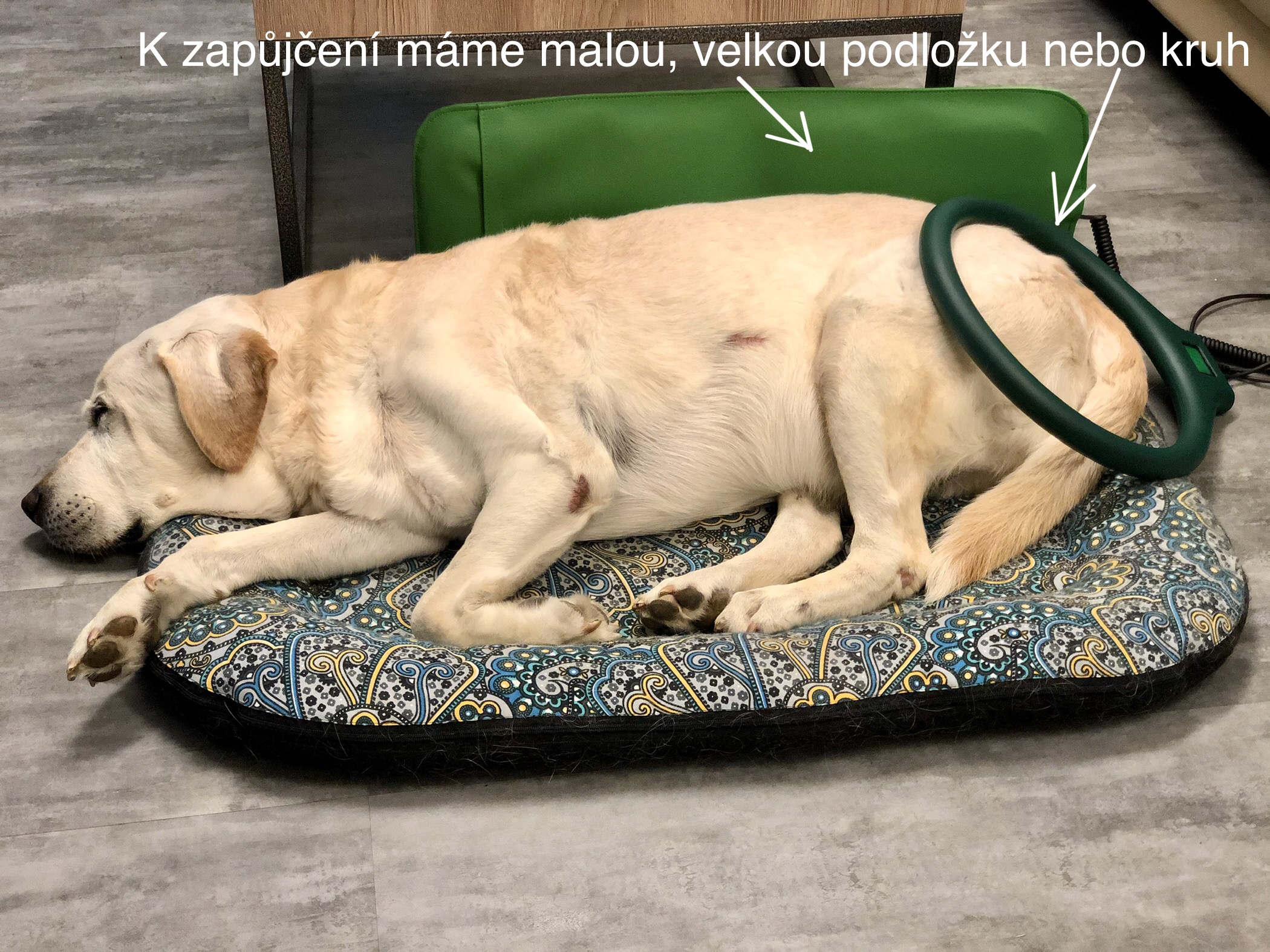 Mgr. Mária Filípková - Fyzioterapie psů u Filípka foto 3