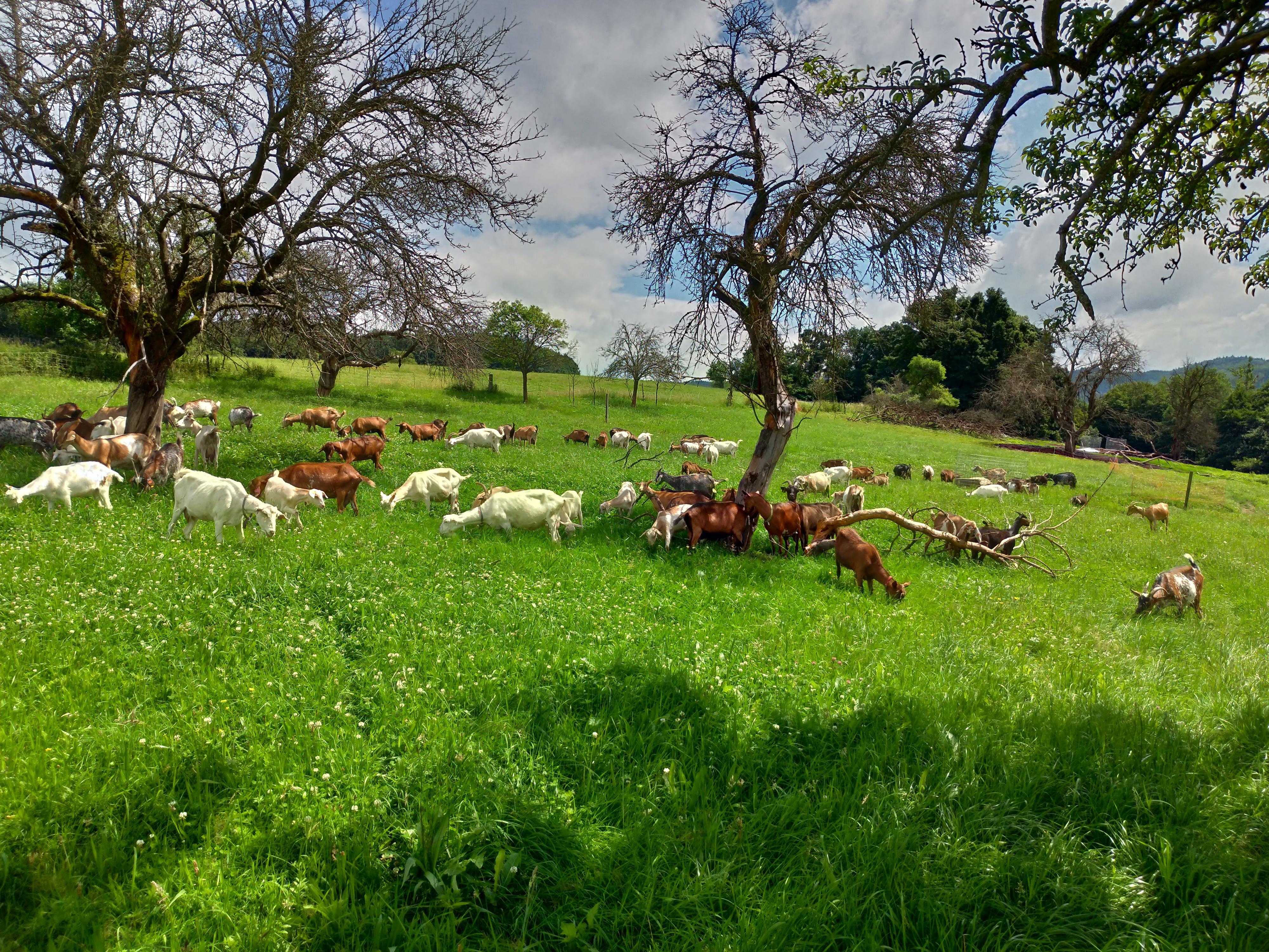 Kozí farma Vizovice foto 4