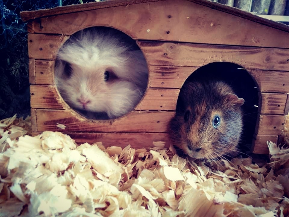 FAJN ZOO foto 4