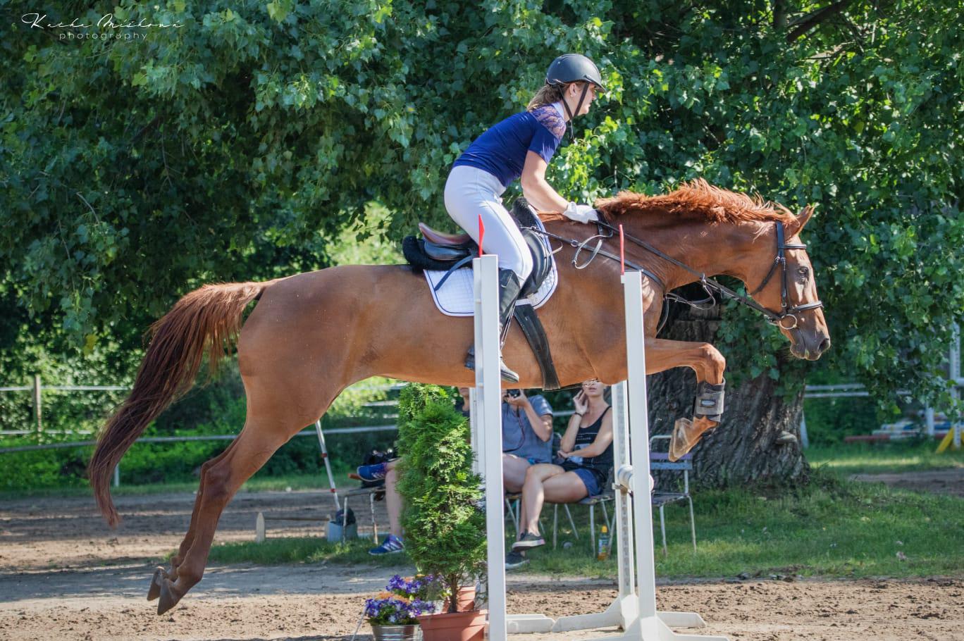 Ustájení koní  - František Berka