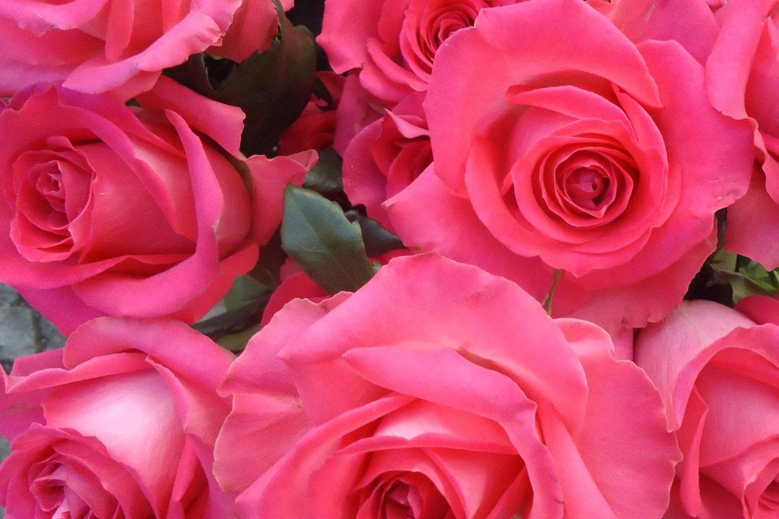 Květiny - Ivana Samková