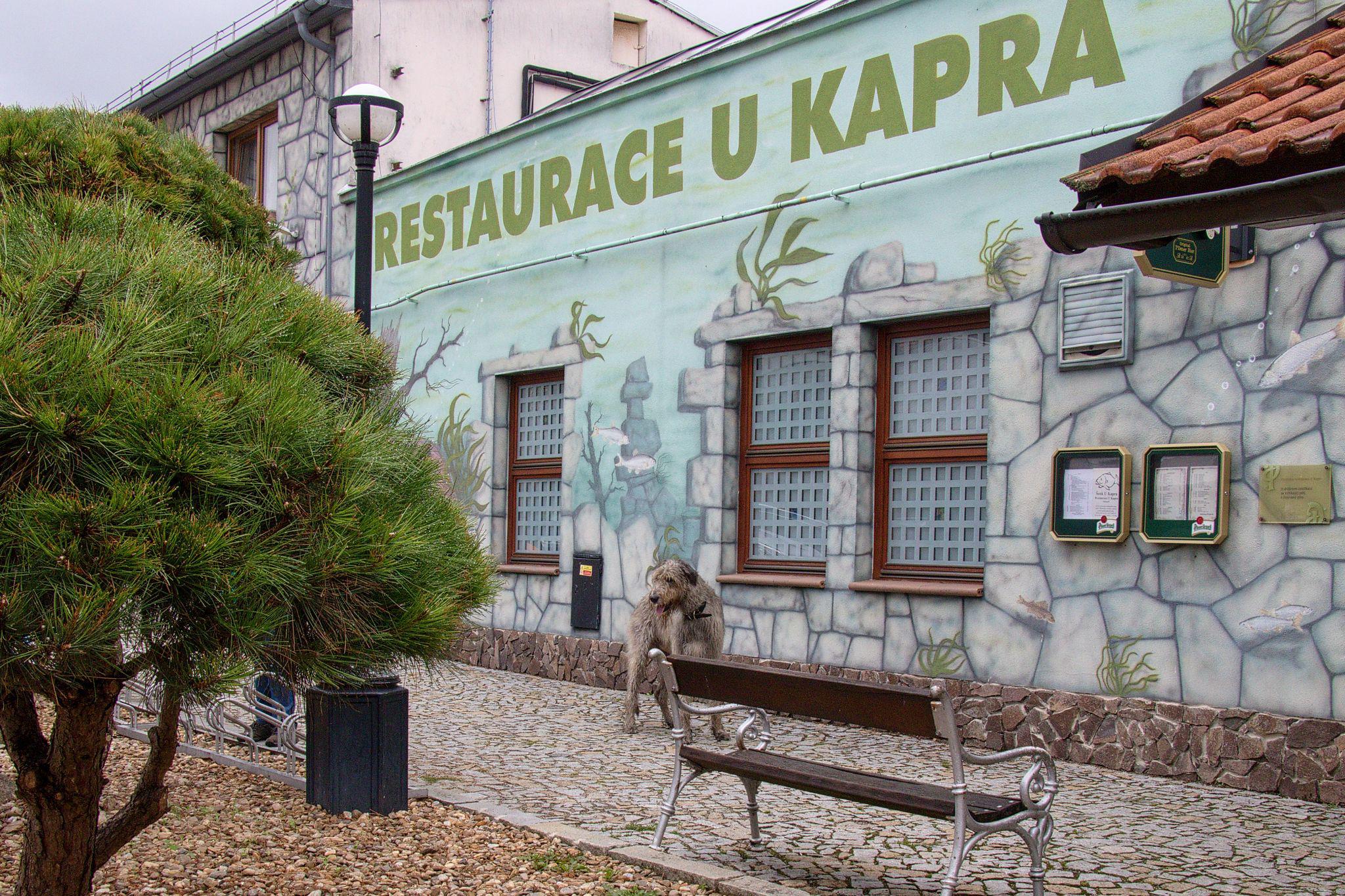 Plzeňská restaurace U Kapra foto 3