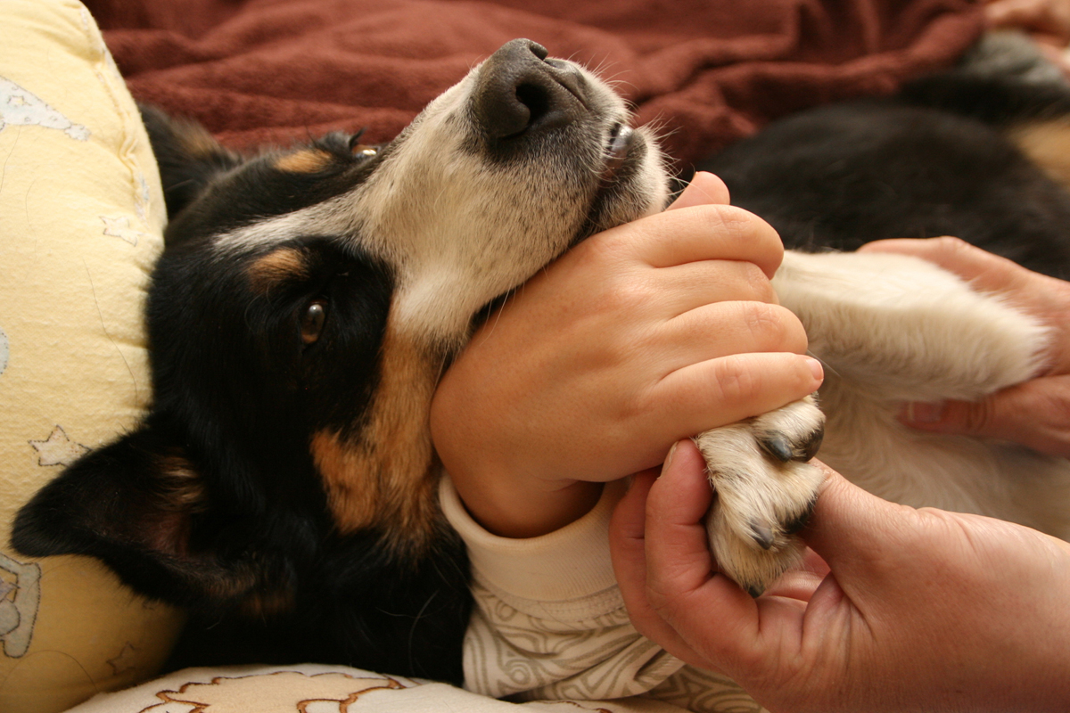 Tam, kde zvířata pomáhají z.s.