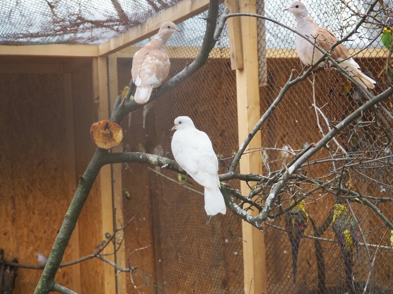 Záchranná stanice pro DIVOKÁ a EXOTICKÁ zvířata foto 3