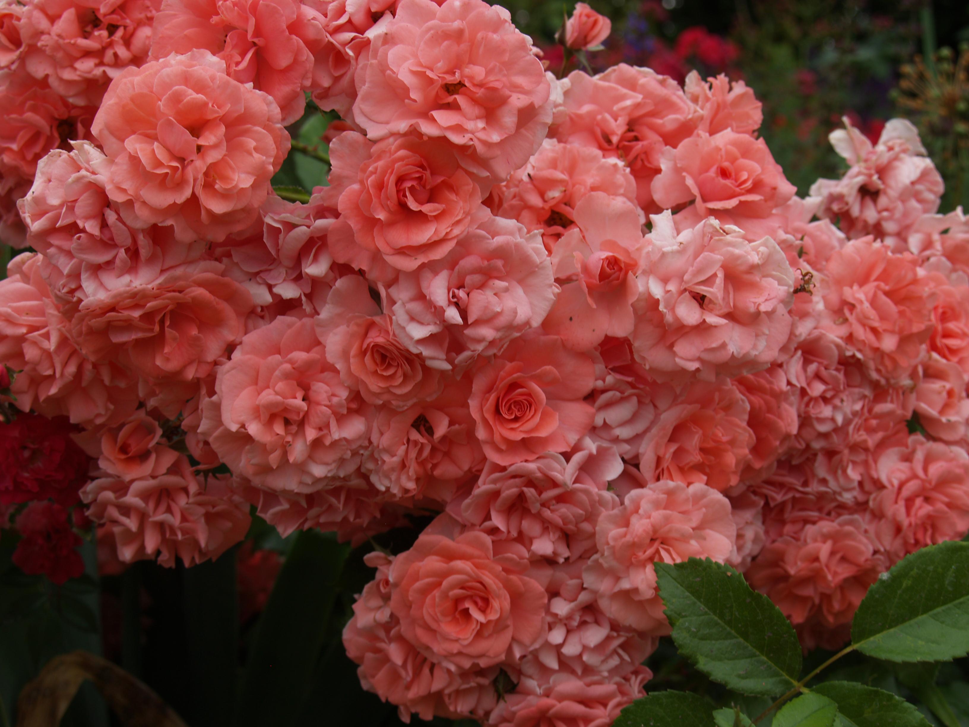 Hryzli, spol. s r.o. - Zahradní centrum foto 5