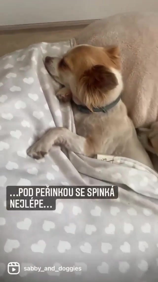 Originální hrabací pelíšky EvRe foto 2 (náhled videa)