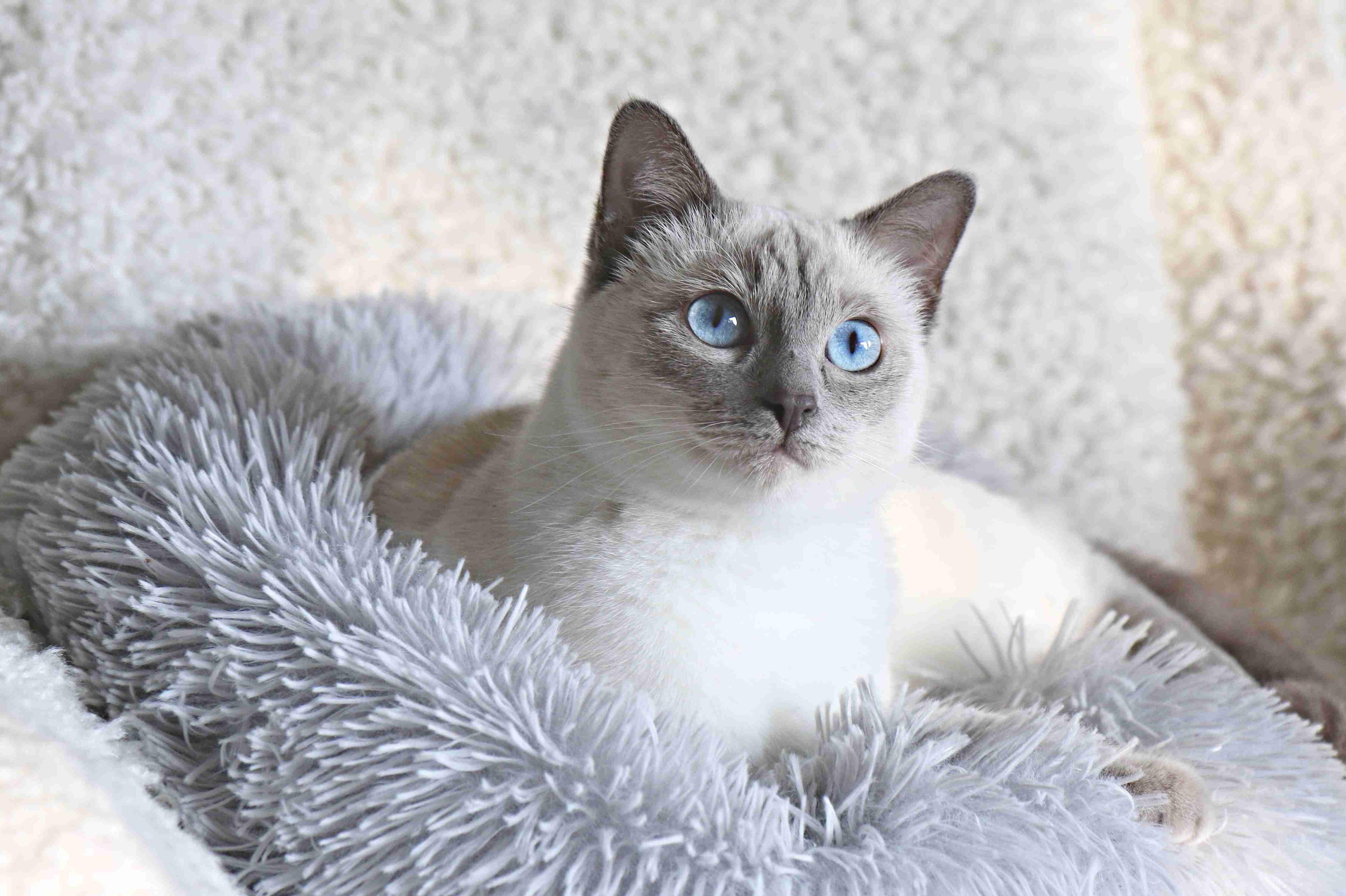 Royal Crystal, Thai Cats cattery