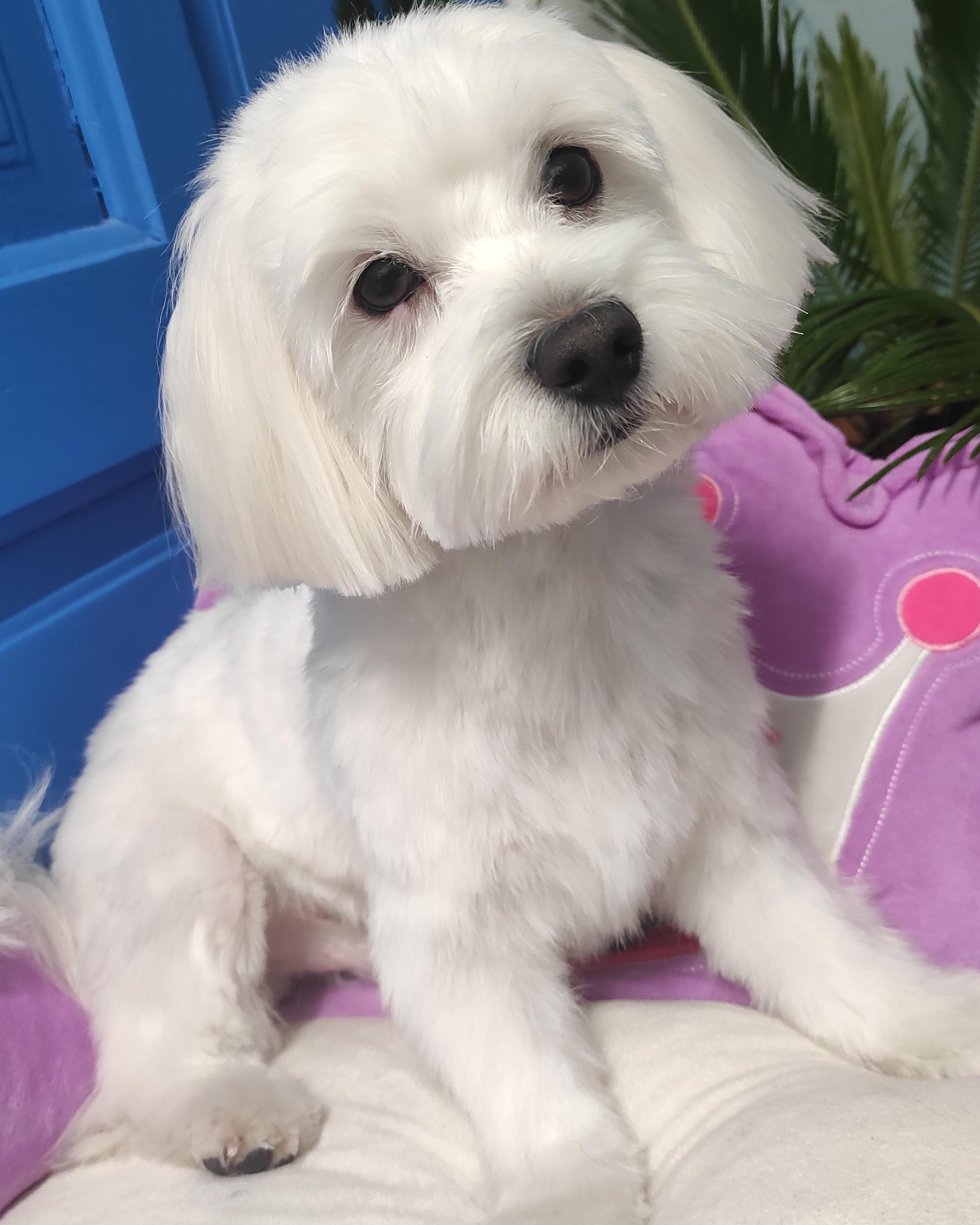 Psí salón u Simony foto 4