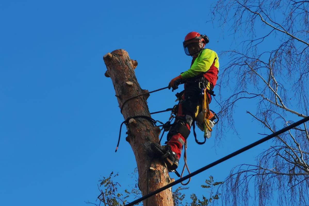 Rizikové kácení stromů - cenová nabídka zdarma