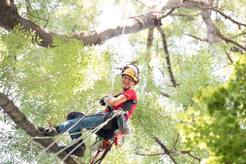 ProCarePlant s.r.o. - arboristika foto 2