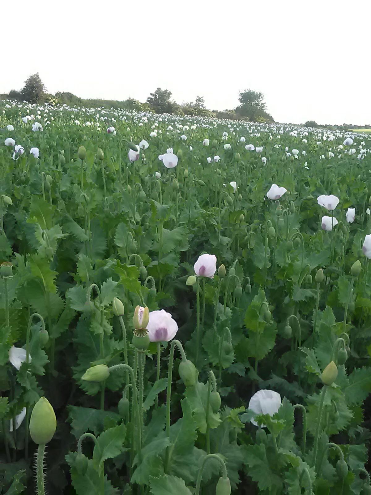 Jaroslav Kubíček - zemědělská farma foto 5