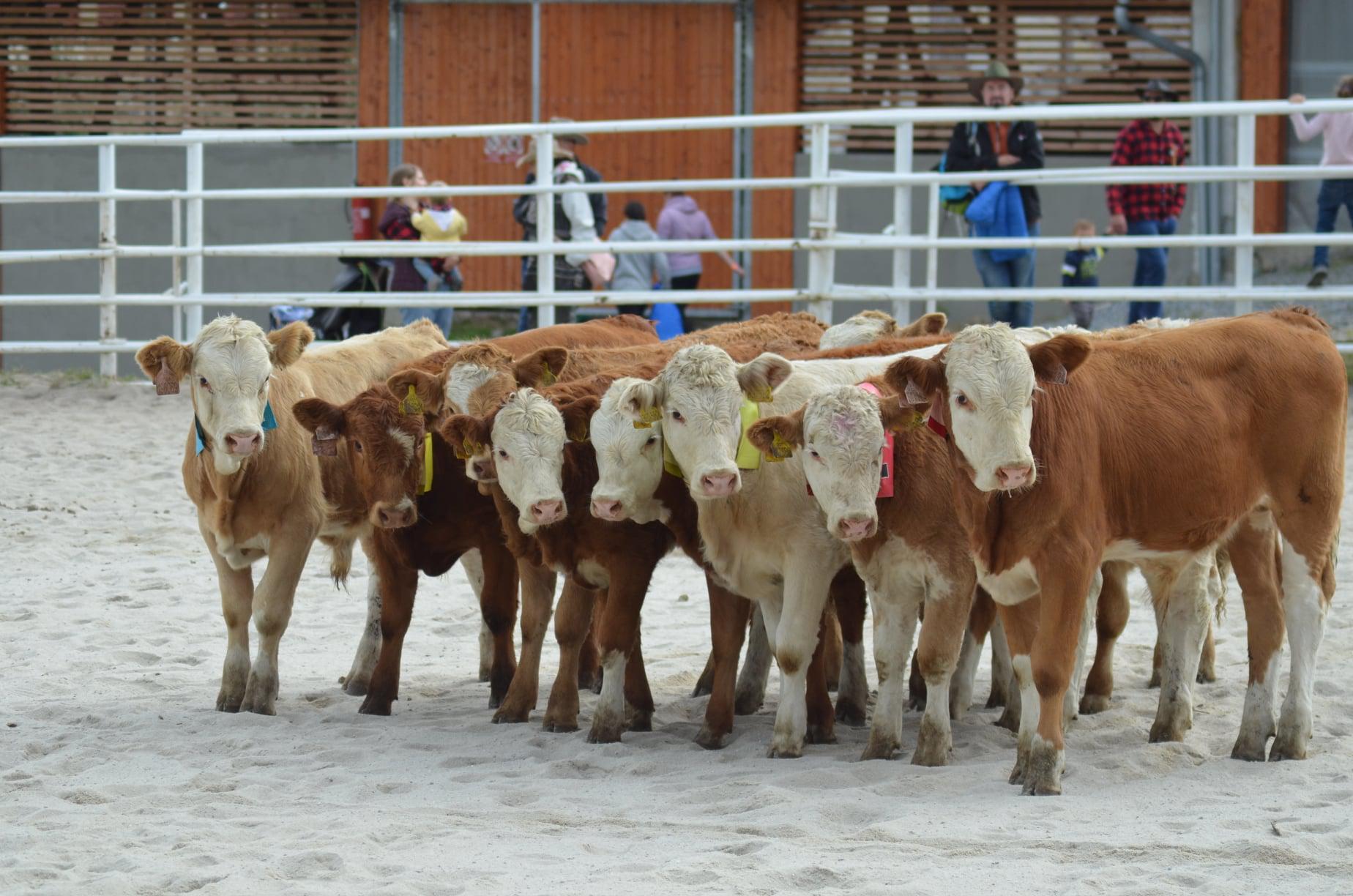 WI-CZ, RODEO CORRAL foto 2